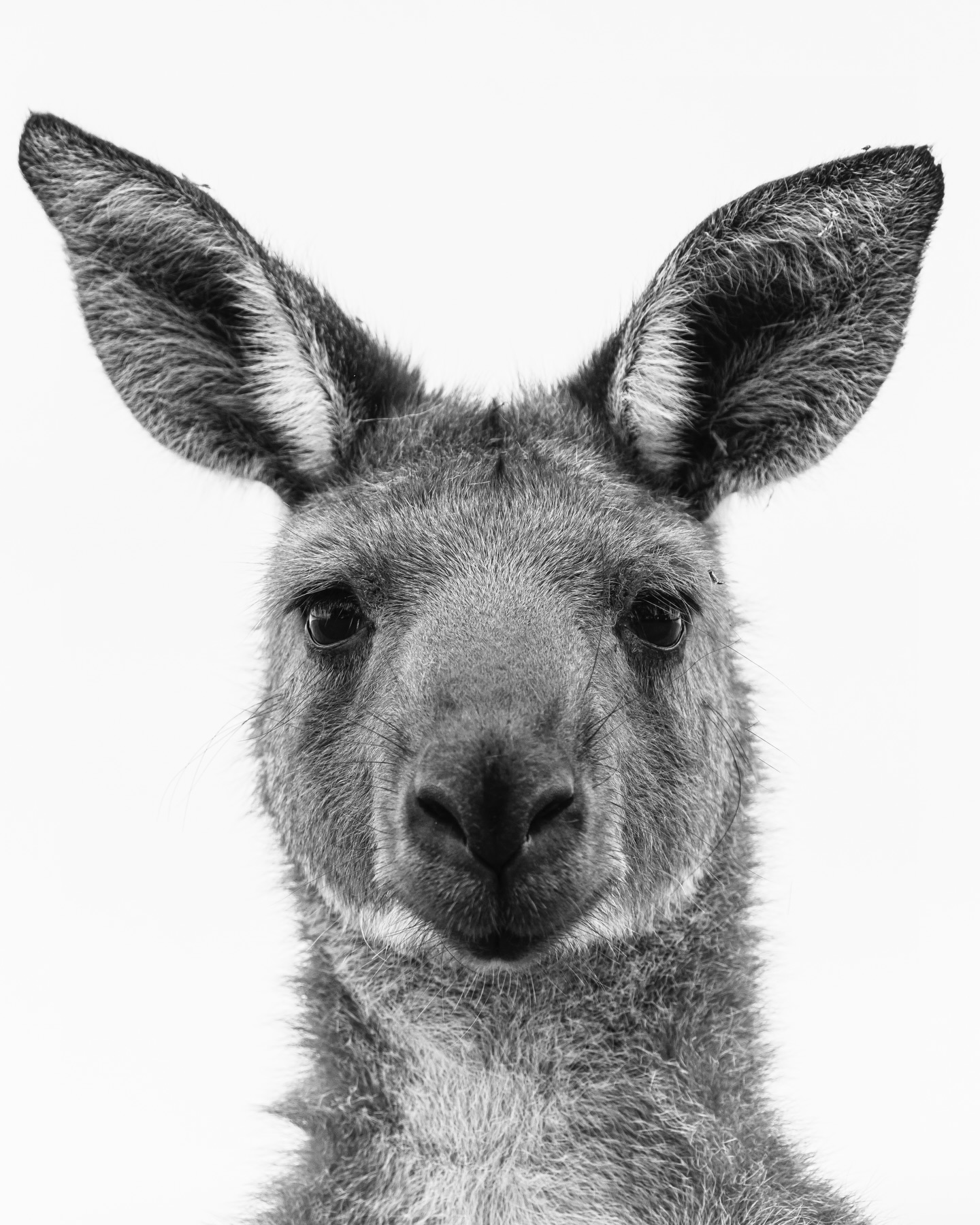 Oh heeeyyy.. the original Hip Hopper.
#ausgeo #nature #australia #kangaroos #wildlife