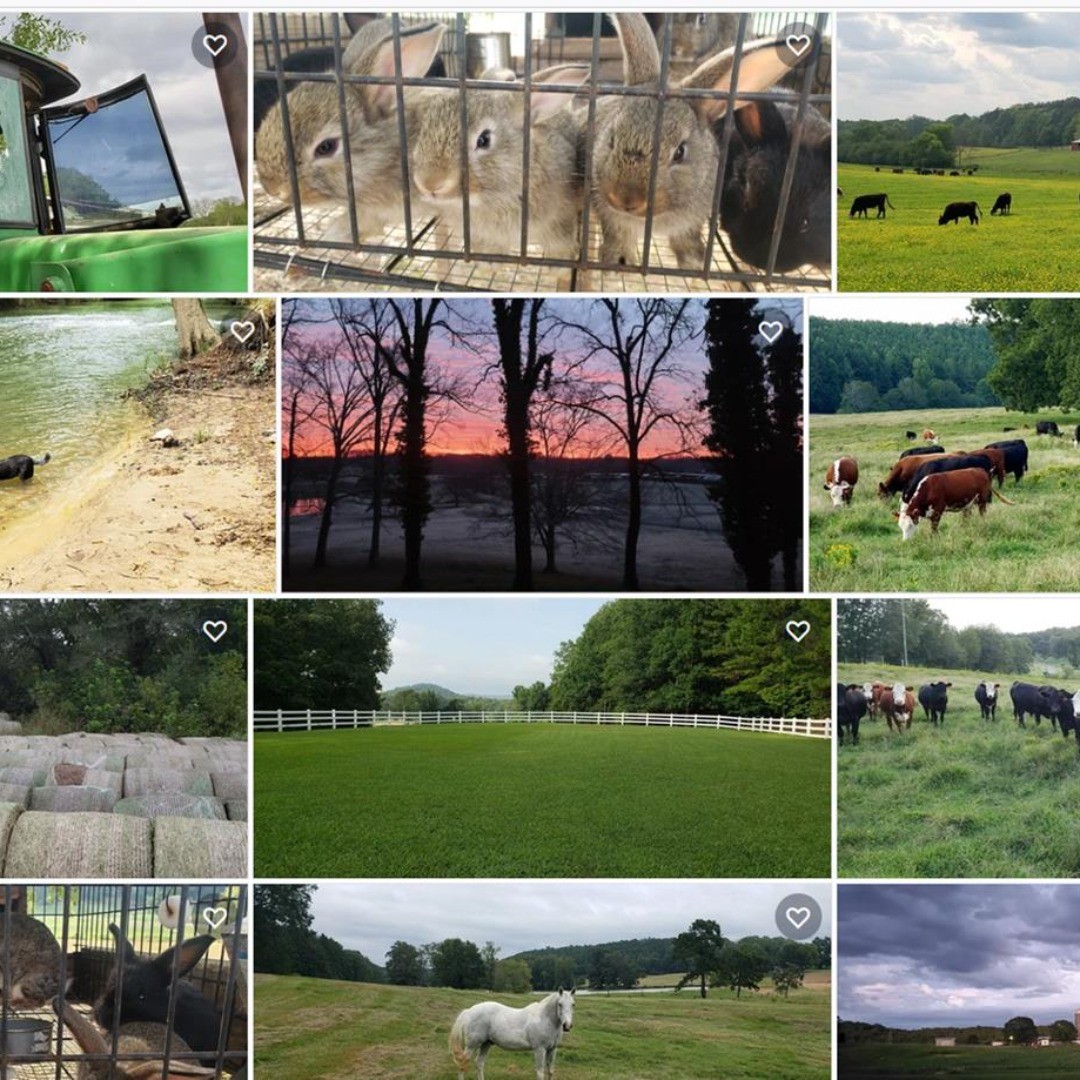 Photos of our farm are available on Shutterstock. Go to our website to find the link to the Shutterstock profile. #farmphotography #stockphotography #shutterstockcontributor #shutterstock #farmphotos