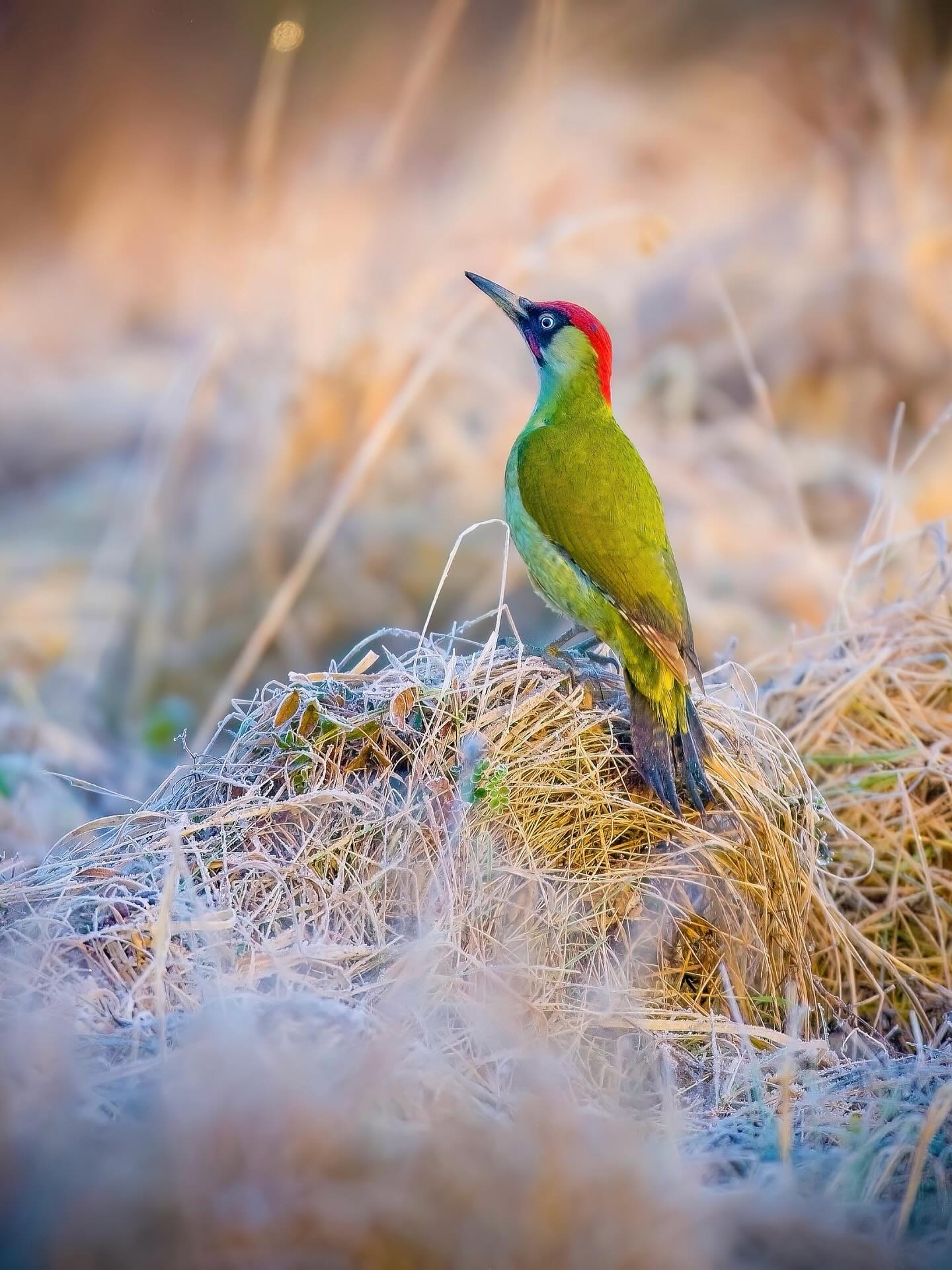 Immer wieder ein glückliches Gefühl den Grünspecht entdecken zu können. Bei den meisten unserer heimischen Vögel schaut man nach oben um sie zu entdecken, der Grünspecht ist meistens auf dem Boden unterwegs.
Der Grünspecht sucht im Rasen hauptsächlich nach Ameisen und deren Larven und Puppen, seiner Lieblingsspeise, aber auch nach Regenwürmern und anderen kleinen Insekten, indem er mit seiner langen, klebrigen Zunge in die Gänge eindringt oder mit seinem Schnabel Löcher in Ameisennester schlägt, was oft kleine, runde Löcher im Gras hinterlässt.