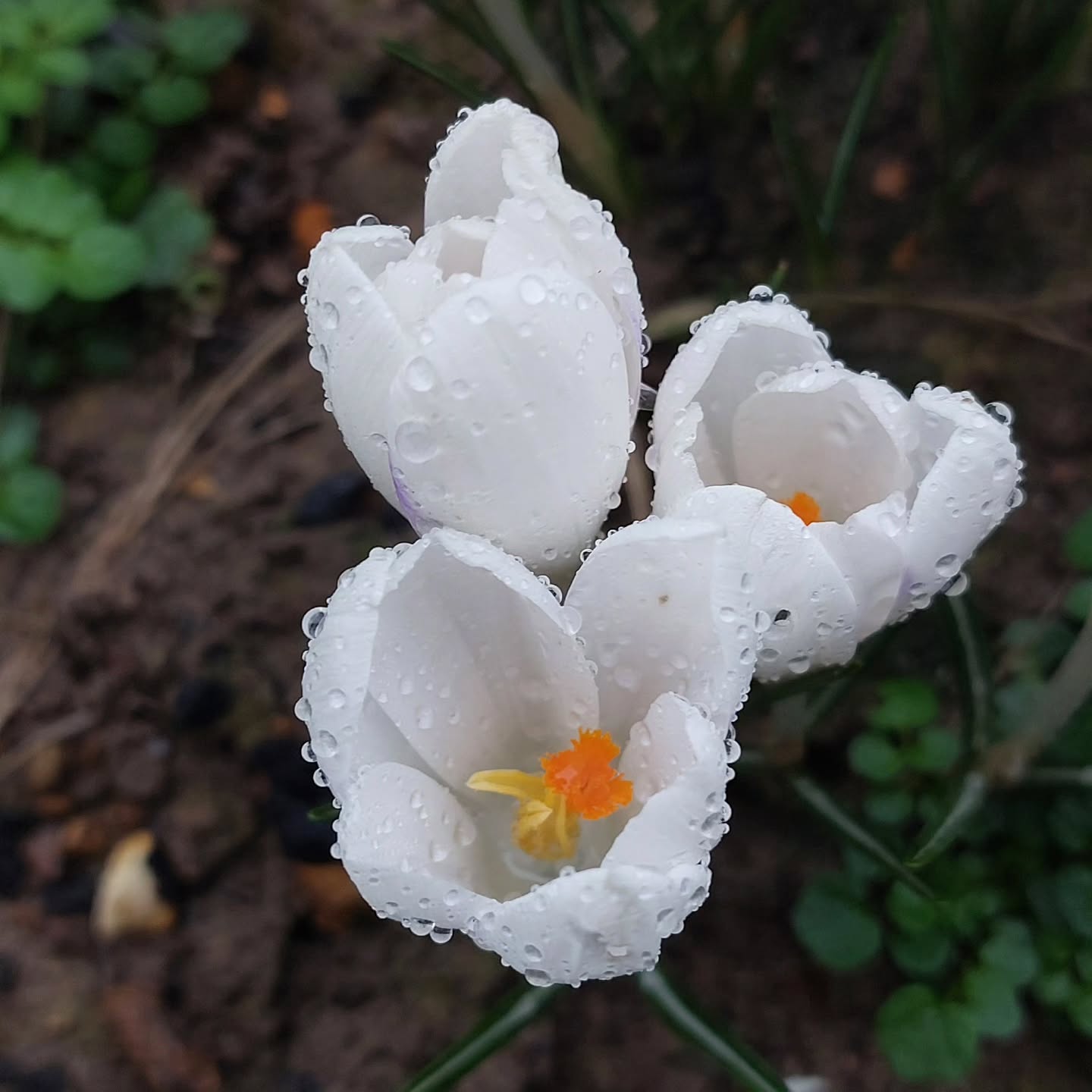 SE14- Chapter Seven
“I feel so emotional,” a new client said tearfully after her treatment. 🫂
And she was right — massage and reflexology are never just about physical relief. Today’s women carry so much responsibility. They are busy, holding everything together, often with barely any guilt-free me time.
Being able to lie down, let go, and receive care without explanation is powerful. When a treatment creates that kind of release, it feels like a higher level of healing ✨
This was a busy first week back after a quick visit to Hungary 🇭🇺 — mostly massage treatments, hands constantly working. I felt deeply honoured to continue the journey with a pregnant client 🤍 and my fingers are crossed for a lovely client who’s just had an embryo transfer 🤞
On a personal level, Finci is doing much better 🐈 — she’s put some weight back on and is very much herself again, which brings so much relief.
My body, however… not so cooperative 😅
Hello perimenopause.
A big shoulder flare-up, stiff fingers that sometimes lock completely — not ideal when you’re a massage therapist.
But it is what it is. I adapt. I manage. I keep going.
And some unexpectedly brilliant news — the salon door handle has finally been fixed 🚪✨
Small thing, big win.
Another busy week ahead, plus a visit from a friend who lives in Switzerland 🇨🇭
The real question is… will he bring chocolate? 🍫😄
Let’s see.
#massageinpurley #reflexologyinpurley #therapistlife