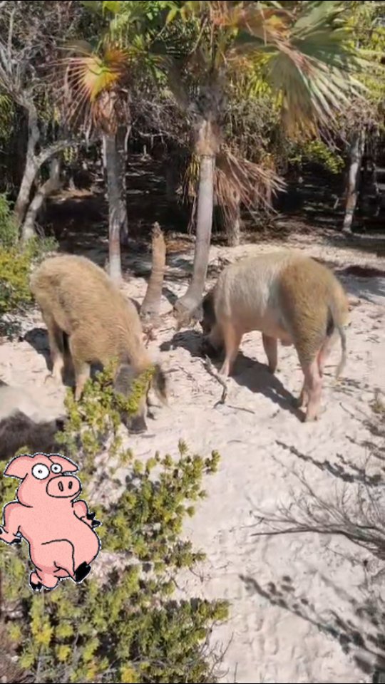Today was one of those days you never forget.
White sand.
Turquoise water.
And the famous pigs of Pig Beach walking right next to us.
If you visit Exuma and don’t stop here… you’re missing the magic.
We anchored in crystal clear water.
Stepped straight onto the beach.
Met the locals 🐷
Curious.
Funny.
Unreal.
This is not just a photo stop.
It’s a full Caribbean moment.
Sail.
Explore.
Swim.
Experience the unexpected.
#catamaranlife
#sailinglife
#adventureawaits
#CatamaranNova