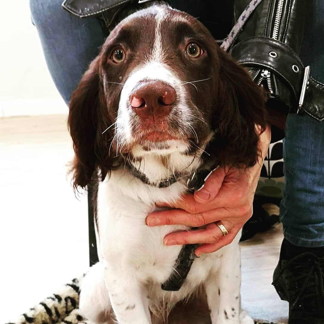 Soo many spaniels come to class, must be because thier owners are one step ahead of the game and know the importance of good training 👍
#spanielsofinstagram #spanielpuppies #spaniellife #englishspringerspaniel #englishspringerspaniels #englishspringersofinstagram #englishspringerspanielpuppy #brightonandhovepuppies #Brighton #Hove #Sussex #puppiesofig #puppybehaviour #puppysofbrighton #puppyschoolbrighton #puppies #puppyclasses #puppytrainingbrighton #problempetsolutions #clinicalanimalbehaviourist #dogtrainingBrighton #dogbehaviourist #dogbehaviouristsussex #dogbehaviouristbrighton