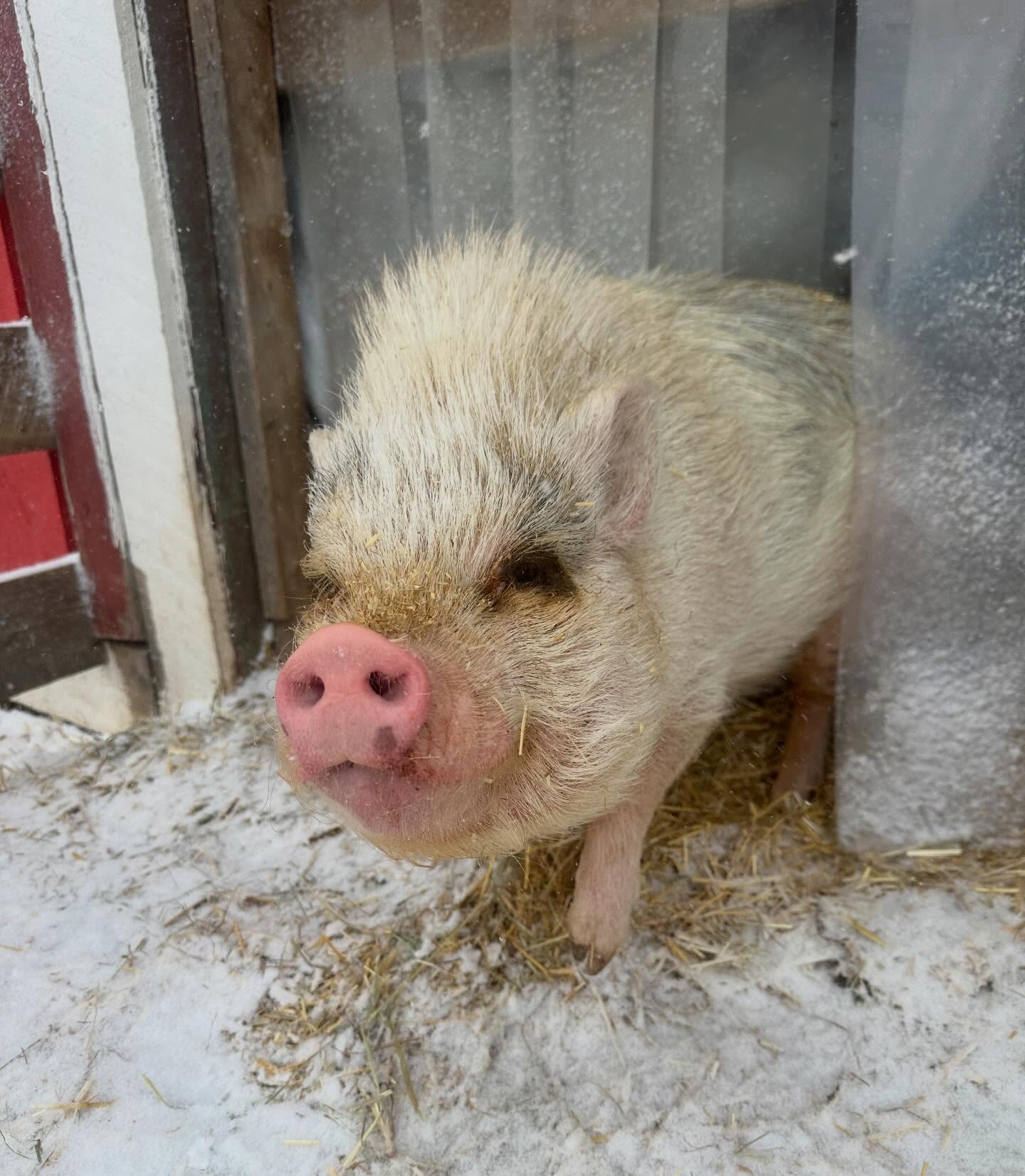 Cece coming to check out the start of yet another storm. We’ve had so much snow this winter and are in the middle of another big storm. Needless to say, we can’t wait til spring!