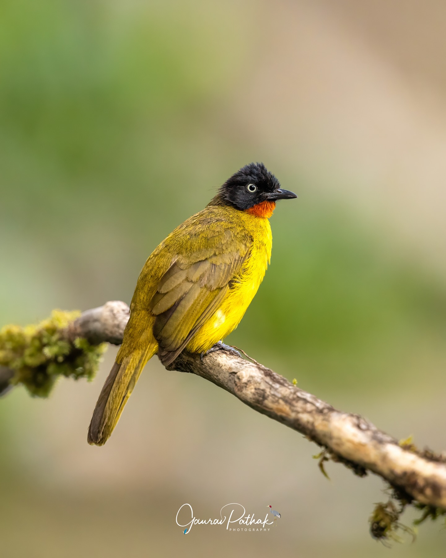 Flame-throated Bulbul (Rubigula gularis) – Endemic to the Western Ghats and impossible to ignore once you’ve seen it. That vivid orange throat, set against a dark hood and bright yellow underparts, looks almost unreal in the forest light. It moves through the mid-canopy with quick hops and soft calls, often feeding on fruit and small insects. A reminder that some of India’s most striking birds are also among its most geographically special.
.
Location - Munnar
Shot on Canon R5
Canon RF600mm F4 L IS USM
ISO 3200
f/4
1/2500s
.
#WesternGhats #EndemicBird #FlameThroatedBulbul #forestcolours #canonasia