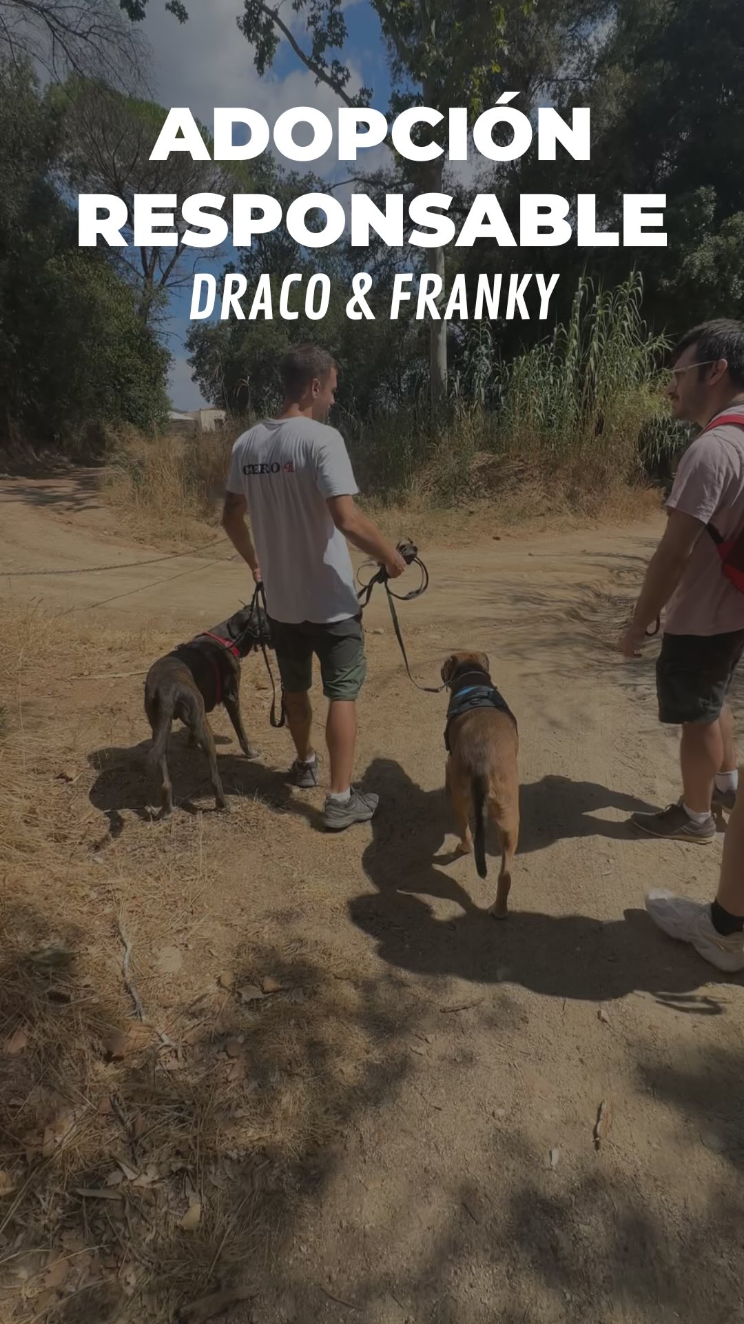 Franky llevaba tiempo esperando en el CAAD Maresme y tenía detrás a su padrina, que durante un año le dio voz y lo acompañó hasta encontrar familia.
Su nueva familia quiso hacer las cosas bien: nos contactaron para valorar la compatibilidad y preparar una presentación segura con su perro Draco.
Gracias a la familia por apostar por una adopción responsable y a la protectora y su padrina por no rendirse.
Estamos muy contentos de haber podido aportar nuestro granito de arena para que esta historia terminara bien.💛
@adopta.fran @anastasia.m.nails @sonia.floriach @caadmaresme
#adoptaconcabeza #adopcionresponsable #segundasoportunidades #perrosfelices #educacioncanina #socializacioncanina