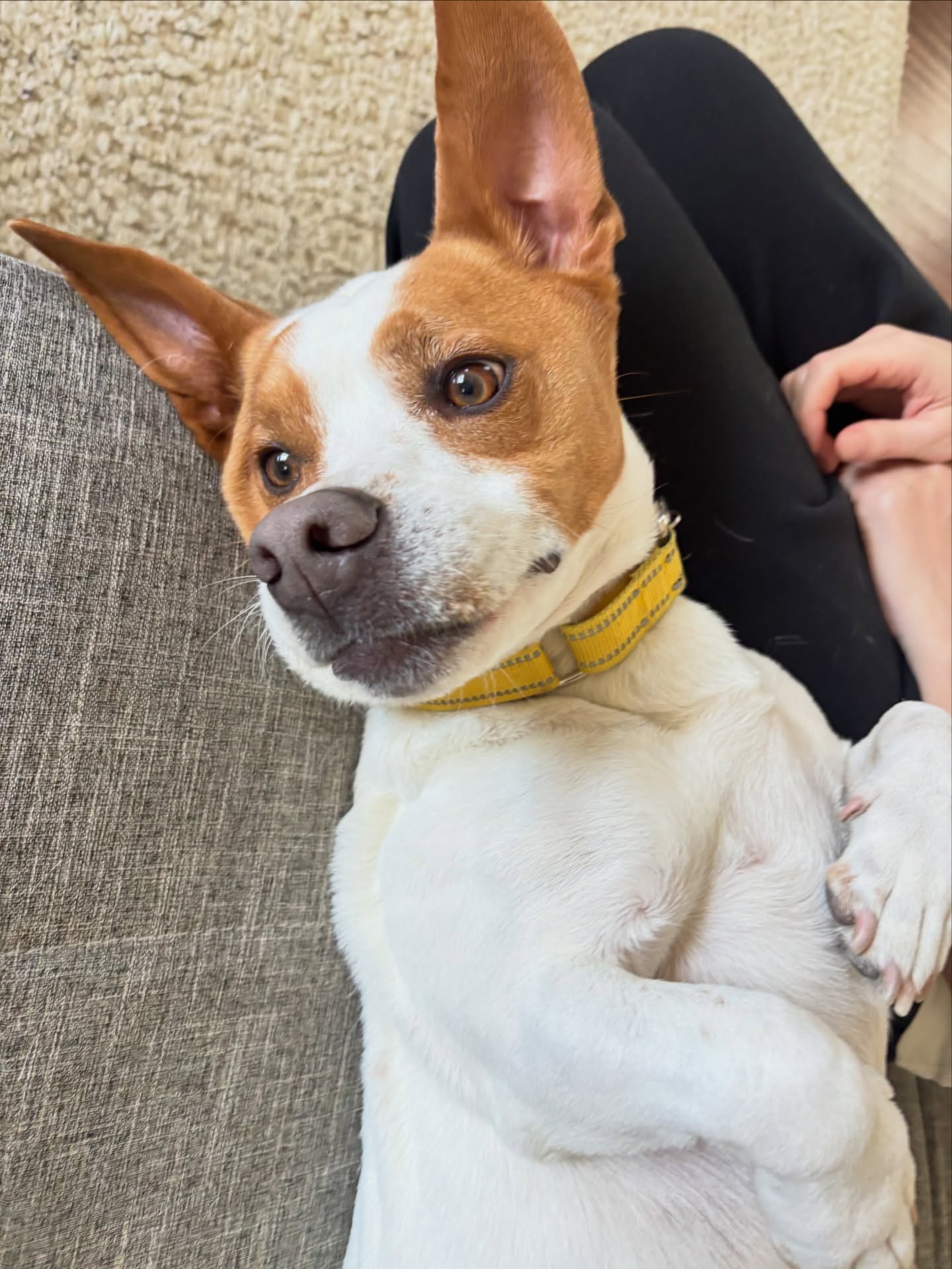 Meet Julio, one of our new private lesson clients.
Julio gave me his full attention
Full effort. Full focus.
And now he’s fully off duty.
This is the “I earned this” position.
#dogsofsavannah #rescuedoglove #jackrusselmoments