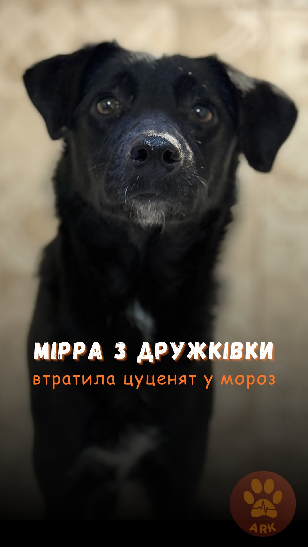 Очі собачки Мірри з Дружківки, в якої загинули цуценята від морозу (⬇️ENG)
Ми знайшли її у зачиненому будинку, дівчинка охороняла своїх загиблих малюків. Дівчинка була дуже схудла та в сильному стресі.
Ми доставили її до нашої клініки ARK у Харкові, щоб якнайшвидше надати їй необхідну допомогу.
Мірра дуже боялася, не знала, чи можна нам довіряти.
Ми розпочали їй курс інфузійної терапії та годували її часто невеличкими порціями, щоб вона поступово набирала вагу.
Та день за днем завдяки смачній їжі та смаколикам, нам вдалося розтопити її серденько :)
За 2 тижні лікування Мірру біло не впізнати!
Вона почала довіряти, виляє хвостиком і радісно бігає в клініці. Потихеньку набирає вагу та має хороший апетит.
Дуже любить, коли її гладять. Сама підходить і просить ласки.
Наші працівники дуже її люблять та називають її зірочка :)
Тепер Мірра чекає на свою родину!
Хай Життя переможе все!
Зробити донат можна за посиланням у біо 👆
The eyes of Mirra, a dog from Druzhkivka whose puppies died from the cold.
We found her in a locked house — she was guarding her lifeless babies. She was extremely thin and under severe stress.
We brought her to our ARK clinic in Kharkiv as quickly as possible to provide the urgent care she needed.
Mirra was very scared and didn’t know if she could trust us.
We started her on IV therapy and fed her small, frequent portions so she could gradually gain weight.
Day by day, thanks to good food and treats, we managed to melt her little heart :)
After two weeks of treatment, Mirra was unrecognizable!
She began to trust again, wagging her tail and happily running around the clinic. She is slowly gaining weight and has a good appetite. She loves being petted and comes up on her own asking for affection.
Our team loves her very much and calls her “little star” :)
Now Mirra is waiting for her family.
May Life overcome everything!
You can make a donation via the link in our bio 👆
