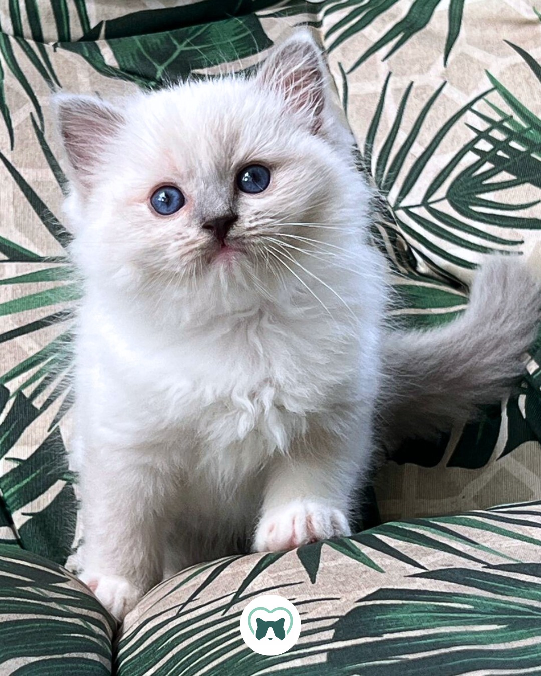 E quem resiste a esse mitted com cara de ursinho? 💚
#blumenkatzen #ragdoll #ragdollbrasil #ragdollcat #gatoragdoll