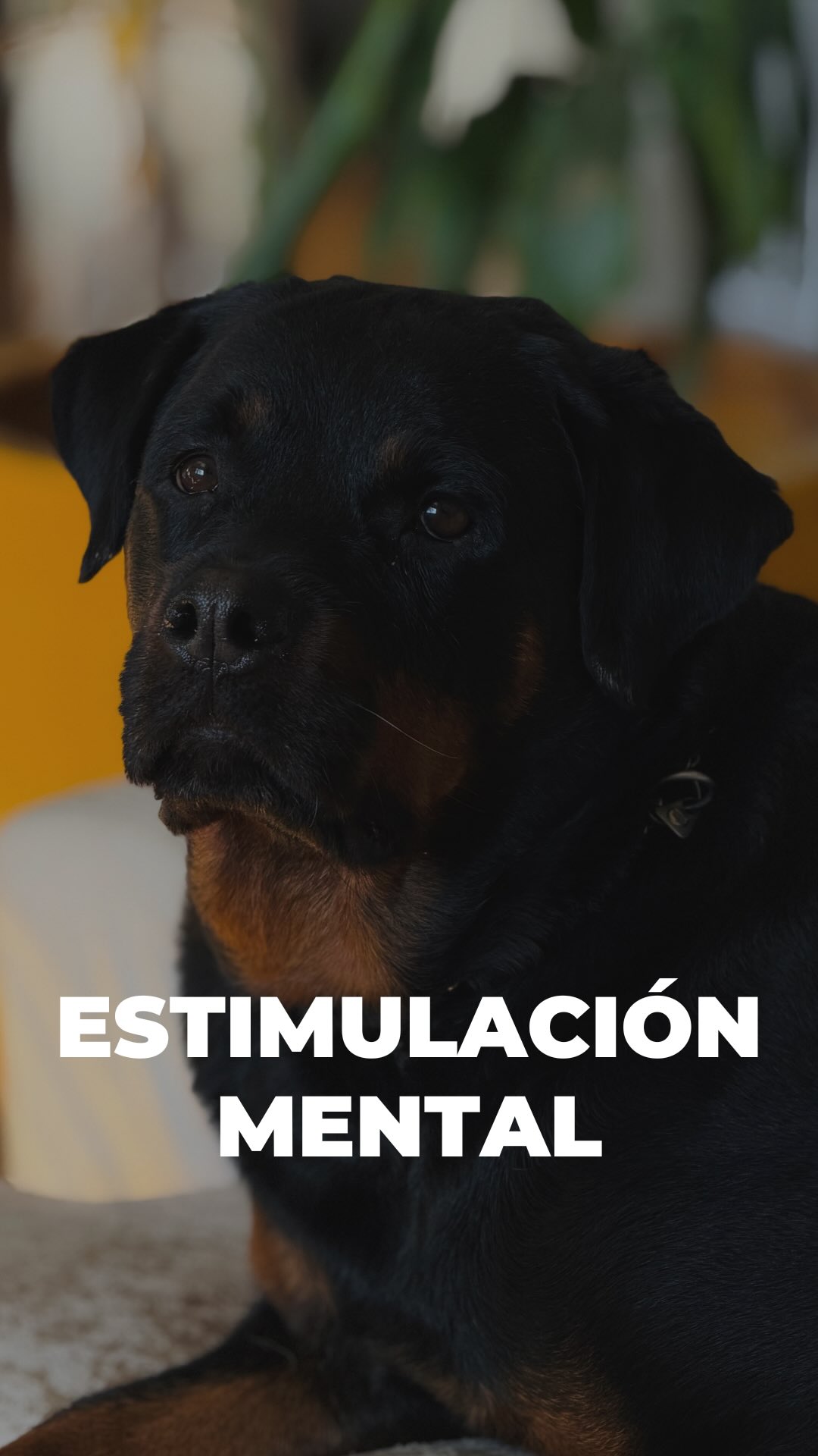 El olfato es el sentido más importante de tu perro.🐕
Pero en las ciudades, con paseos rápidos y estímulos visuales constantes, muchos perros no usan su nariz como deberían, y esto puede derivar en estrés, ansiedad o problemas de comportamiento.
Actividades como esconder comida en la hierba alta permiten que el perro explore, piense y use su olfato de manera natural, compensando la falta de estímulos en la vida urbana.
💚Beneficios:
~ Reducción del estrés y mejora del bienestar emocional: estudios muestran que actividades basadas en el olfato, como el nosework, reducen cortisol y mejoran el estado emocional.
~ Estimulación cognitiva y resolución de problemas: buscar comida activa áreas cerebrales como el hipocampo y la corteza prefrontal, relacionadas con memoria y toma de decisiones.
~ Fomento de comportamientos naturales: satisface instintos de exploración y caza que en la ciudad no pueden ejercerse, reduciendo comportamientos indeseados.
💡Dato curioso: Comer del cuenco es pasivo: el perro recibe su alimento sin esfuerzo. Los juegos de olfato como buscar su comida en la hierba:
~ Activa el sistema límbico, relacionado con placer y emociones.
~ Mantiene su mente activa y satisface instintos naturales.
~ Proporciona diversión y aprendizaje al mismo tiempo.
Esta actividad no sustituye la comida normal, pero es un complemento que mejora su bienestar, reduce estrés y estimula su mente, haciendo que tu perro disfrute y aprenda al mismo tiempo.😌
¿Has probado con tu perro algún juego de olfato?
Cuéntanos💛
#dogtraining #educacioncanina #perrosfelices #estimulacionmentalcanina #noseworkdog #bienestarcanino
#juegosdeolfato