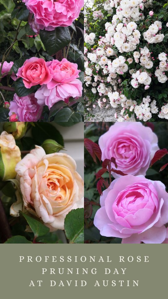 A brilliant day sharpening my rose pruning techniques at @david_austin_roses ๐น
Designing beautiful gardens donโt happen by accident โ theyโre shaped by understanding plant structure, long-term health, and how each variety performs over time. It's just as important to know how a plant looks in winter, as well as summer.
Providing plant maintenance and care guides is an important aspect of my design service, so learning from the best ensures my knowledge stays current.
I'm already planning a trip back to see the roses in full bloom!
๐ฟ๐ฟ๐ฟ๐ฟ๐ฟ๐ฟ
About: Nicola Oakey Design is a Rutland-based garden designer. She offers complete garden redesigns, as well as planting-only projects. Nicola works across Rutland, Northamptonshire, Leicestershire, Lincolnshire and Cambridgeshire.