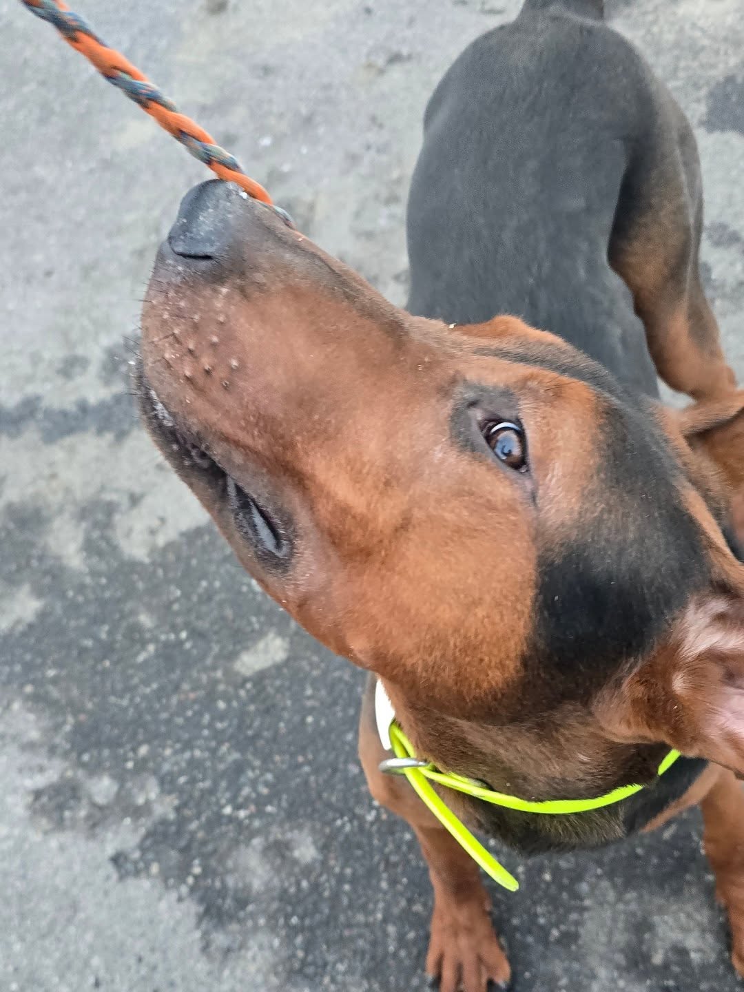 DRACO
Excellent Sporting Prospect
This boys food drive is through the roof!
Taco x Agave
7 mo 87lbs, this guy is going to be massive power house!
-
Laizhou hong chinese red dog
-
Nothing for sale, DM to inquire about the breed!
-
dutch shepherd sighthound #rarebreed #protectiondog #chinesereddog beauceron schutzhund protection dog psa german shepherd guard dog trainer preservation chinese red dog #dobie