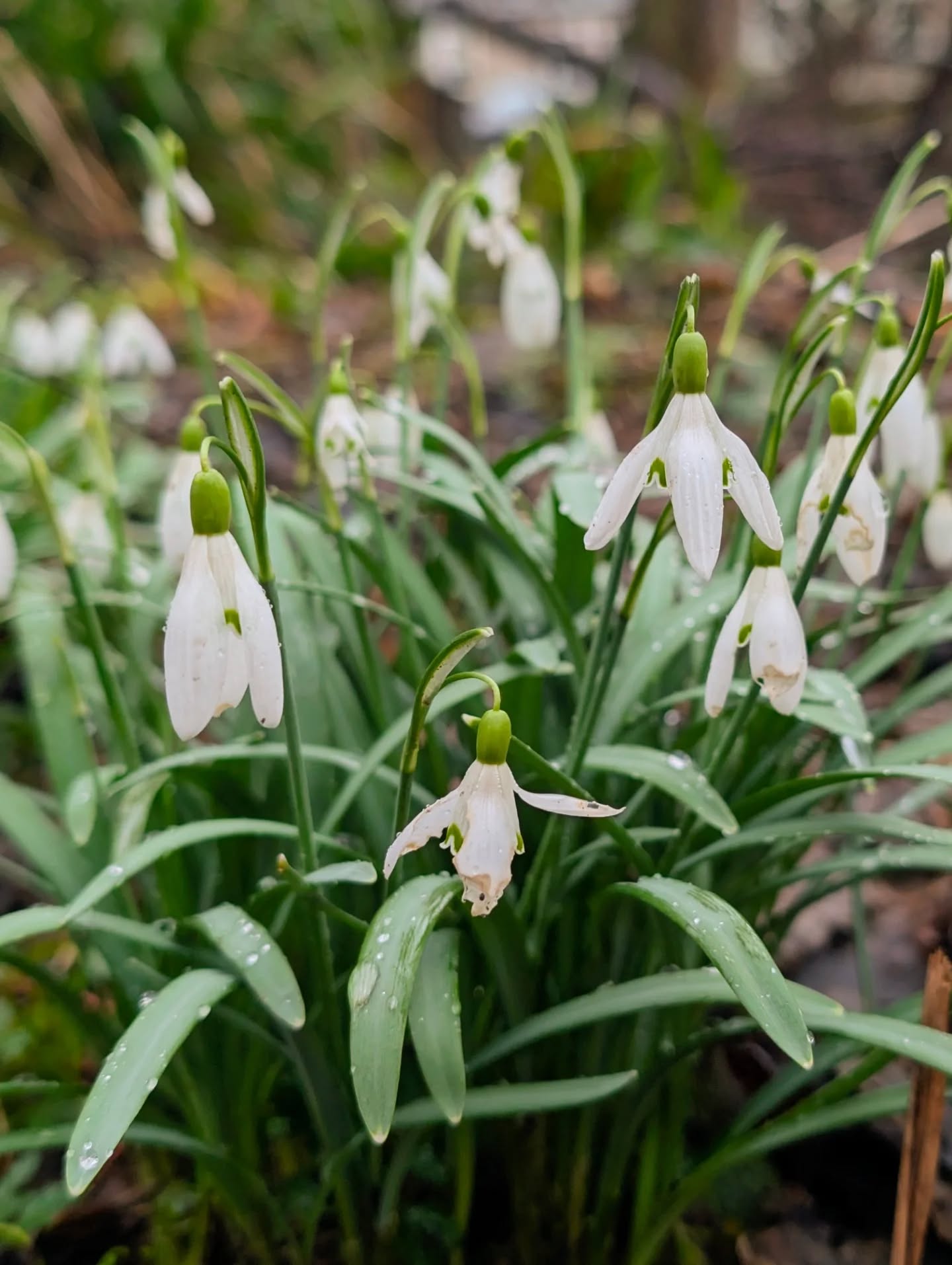 Happy Spring, Folks! 🌿
-
-
#Snowdrops #Crocus