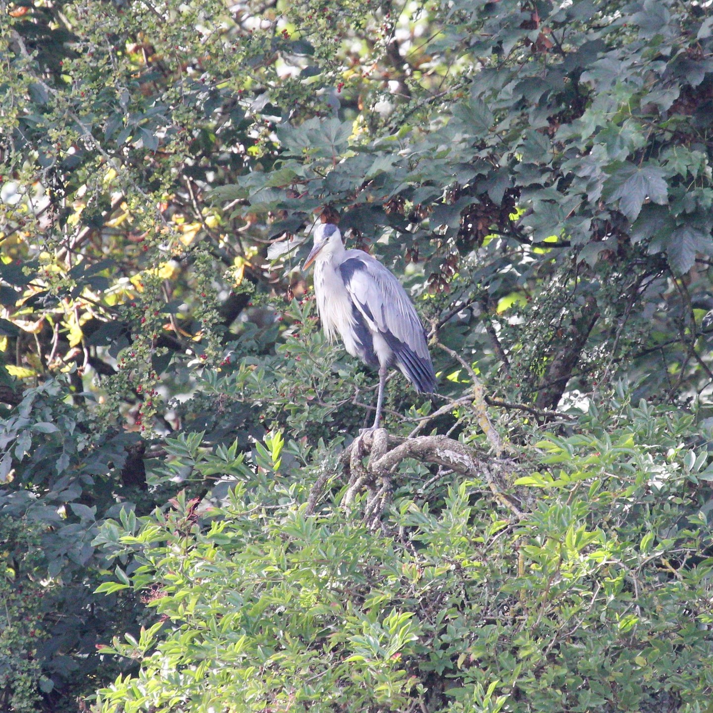Grey heron at Koutavos lagoon.
#islandwildlife #kefaloniawildlife #greyheron #kefaloniabirding #guidedwildlifewalks