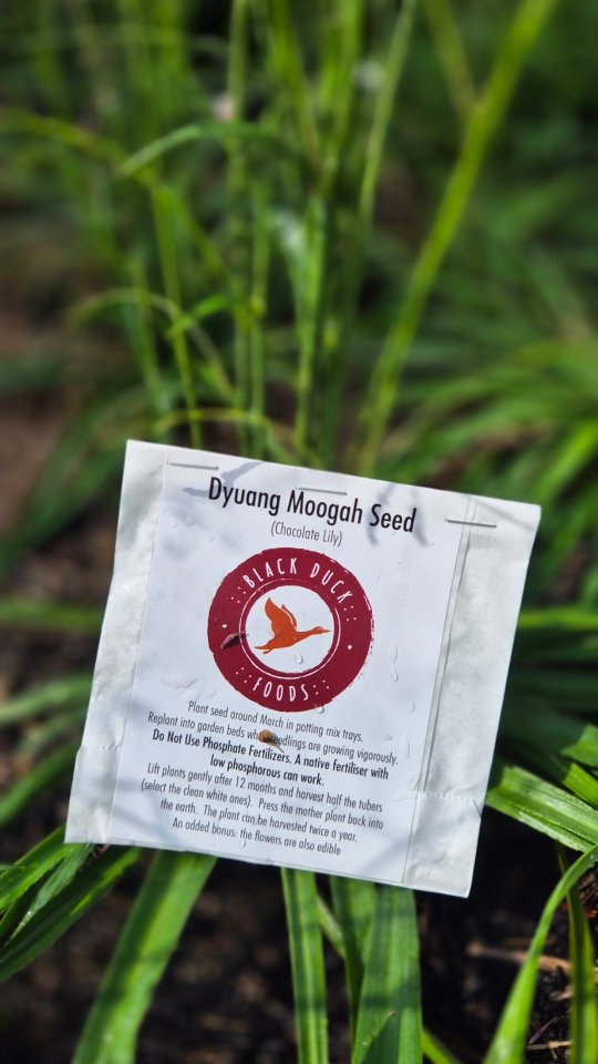 🌱 - Have you heard of the Chocolate Lily? - 🌱
Chris Harris from Black Duck Food tells us more!
🦆
With produce being grown on Jigamy Farm, Chris is happy to share his wealth of knowledge on Indigenous plants with us.
.
Stay tuned for more!
.
📽 Video by Amandine Ahrens
#indigenousfood #aboriginalplants #aboriginal #bushfood #bushtucker