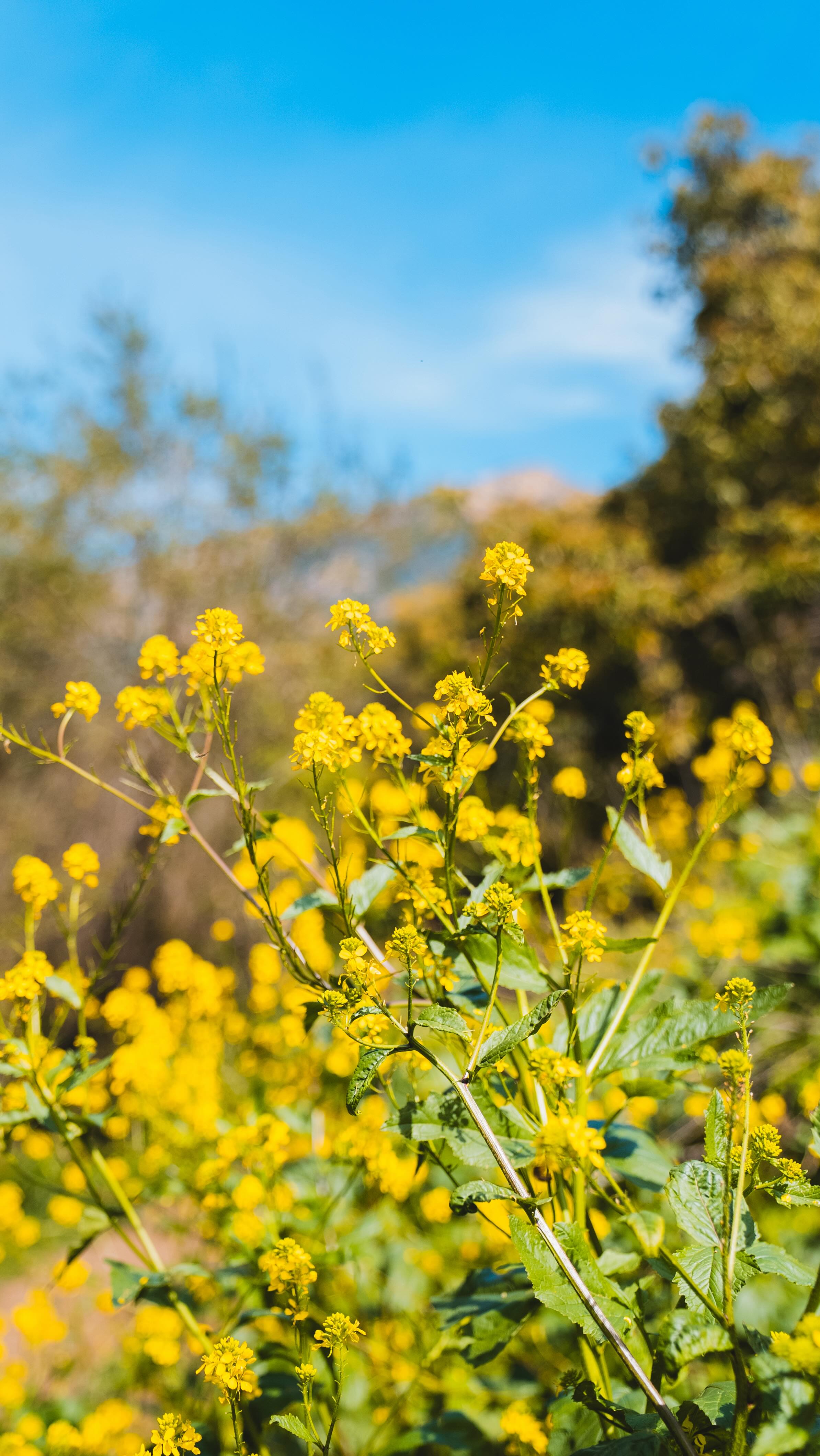 The origin story of the black mustard weed in California is a classic case of romanticizing the Spanish colonial era.
The “Golden Road” legend, (that the padres scattered seeds to mark their trail) is almost certainly a myth. They didn’t need a breadcrumb trail because they were mostly following indigenous routes that had been established for centuries.
But they definitely brought it. Sources say they used it for spicing food (obvs), medicinally, and for feeding their animals.
It’s great for making mustard… but ecologically it’s no good. It forms dense stands that crowd out native plants, creating continuous dry fuel that increases wildfire spread. Not super fun to hike through either I might add.
Its seeds lie dormant underground so it takes a few seasons and a conscious effort to fully eradicate. As much as I like the prescribed goats, they can’t really finish the job.
They say the most effective approach is to yank em out early in the season, rinse and repeat for a few years, then plant native plants in its place. Sounds like a lot of work…
But if we could restore it? We would get prettier, more diverse wildflower blooms like the one on Fig Mountain.
