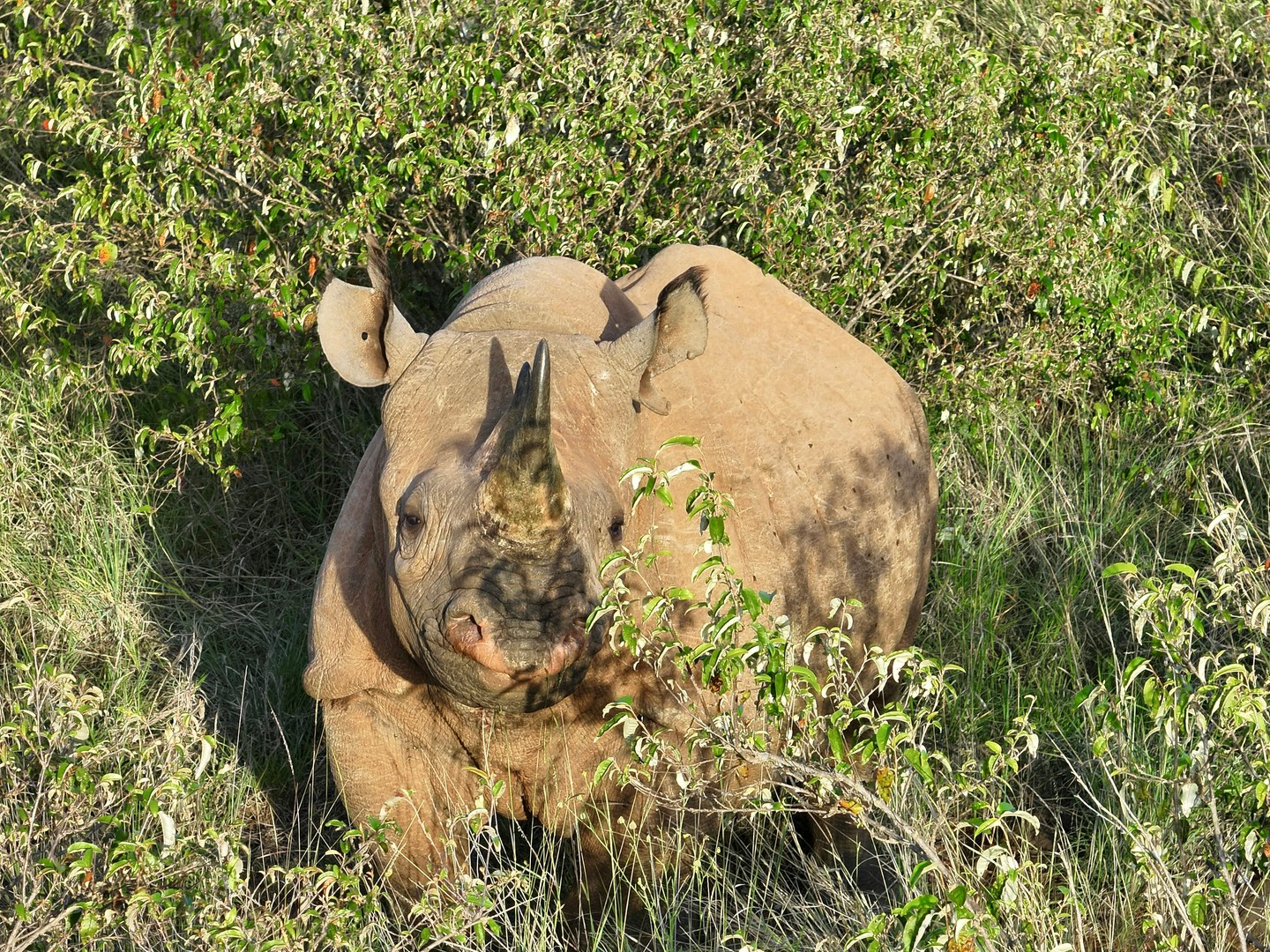 🦏 Meet Margaret — one of Loisaba’s eastern black rhinos.
Margaret was translocated from Nairobi National Park to Loisaba in early 2024 as part of a collaborative effort led by @KenyaWildlifeService . This historic move saw 21 critically endangered eastern black rhinos reintroduced to Loisaba — a landscape that had been rhino-free for over 50 years — to relieve pressure on existing sanctuaries and expand safe habitat for this species. 
The success of this partnership — between KWS, Loisaba, and other conservation organisations — shows what’s possible when protection, expertise, and shared commitment come together. Today, Margaret and her fellow rhinos are settling in, thriving, and helping build a growing, sustainable population. 
#LandConnectedLifeProtected #RhinoConservation #LoisabaConservancy #KWS #BlackRhino #WildlifeProtection