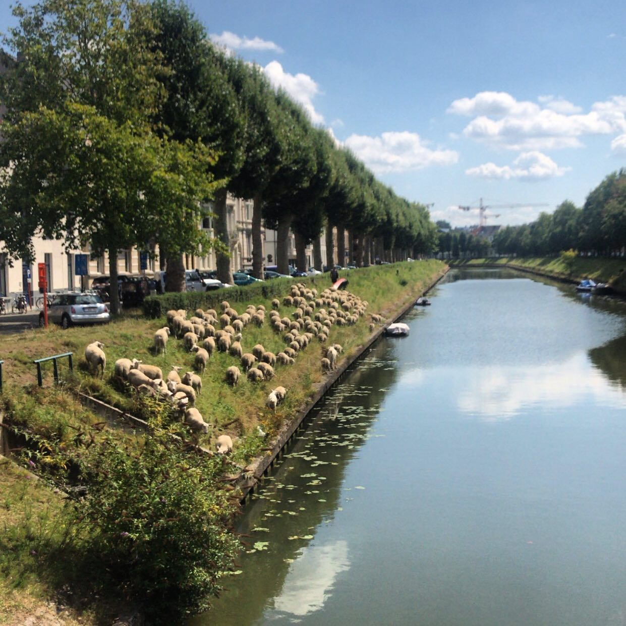 Ook in centrum Gent kan je genieten van fauna en flora!
🐑🐑🐑
#schaapjestellen
#gent #ghent #visitgent
#kajak #kajaks #kayak