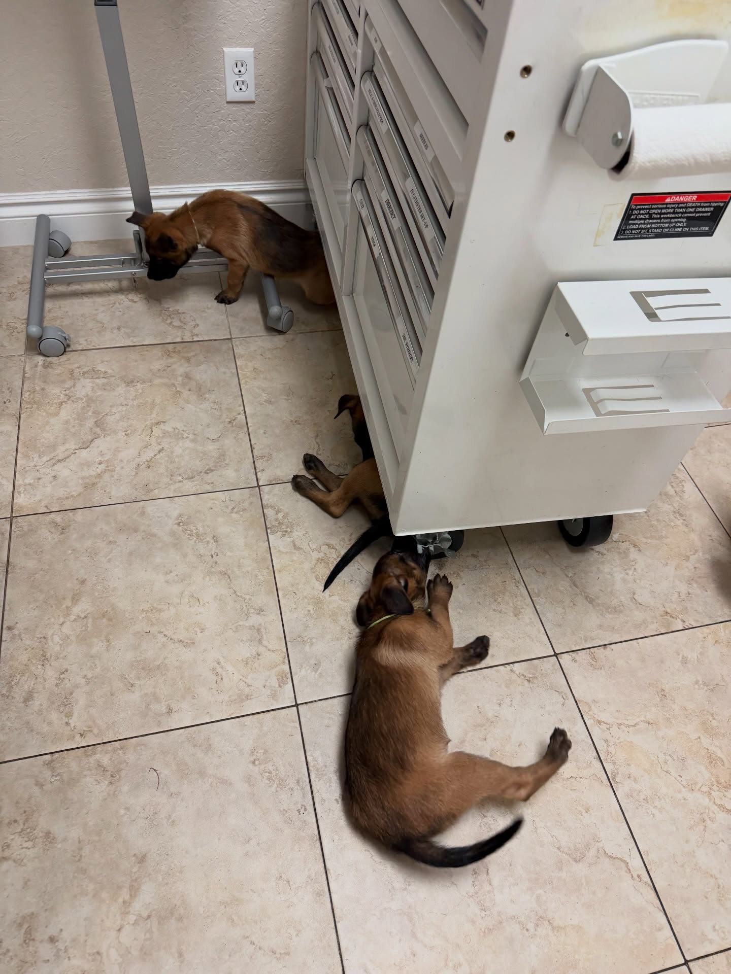 Vaccines ✅
Microchips✅
Negative Fecals✅
Health Certificates ✅
Puppies are getting ready to go come next week!
I still have a couple of puppies looking for homes
•
•
#belgianmalinois #malinois #sportdog #workingdog