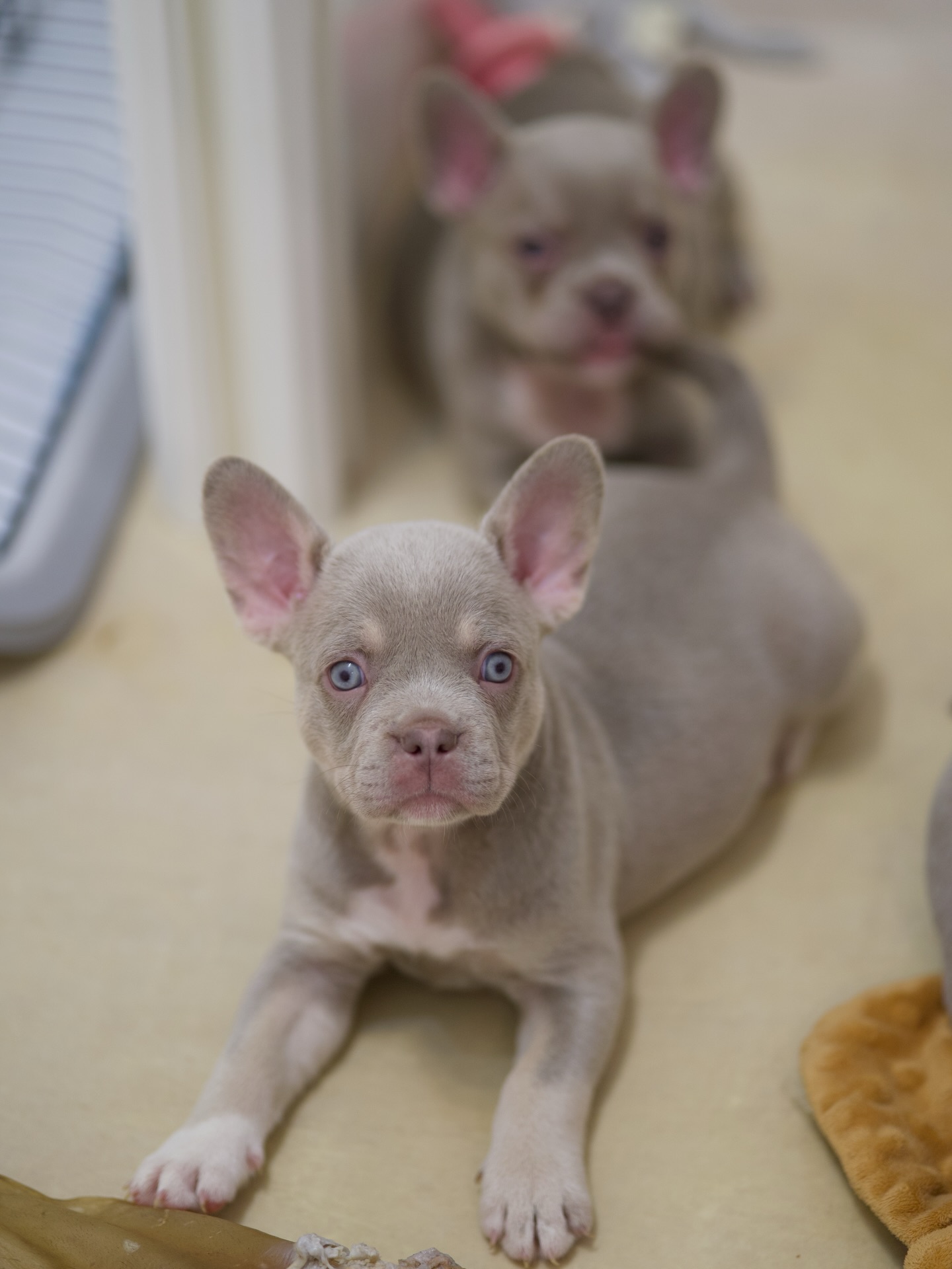 Tea ❄️ und Tara 🌟
Teas eisblaue Augen sind fast hypnotisierend. 👁️
Sie schaut alles so ruhig und bewusst an, als wäre sie schon viel länger auf dieser Welt und hätte viel Lebenserfahrung gesammelt. Man merkt jetzt schon, dass sie ziemlich genau weiss, was sie möchte.
Direkt dahinter Tara 🌟
Diee kleine fröhliche Prinzessin ist einfach zuckersüss.
Leuchtend und leicht findet sie in den kleinsten Dingen Freude und erinnert mich immer daran, wie wertvoll jeder Moment ist.
Tara ist übrigens vollkommen überzeugt, dass Teas Rute ein grossartiger Snack ist. 😂 Ich heule wirklich vor Cuteness. 🥹
Zwei Schwestern, beide sanft und doch jede auf ihre ganz eigene Art. 🥰
Ich könnte ihnen wirklich stundenlang zuschauen.
Geht es euch auch so? 🥹
PS: Die zwei Prinzessinnen stammen aus unserem T-Wurf und sind vergeben. 🤍
#AlphaBully #französischebulldoggeschweiz #retrofrenchie #bullysmitnase