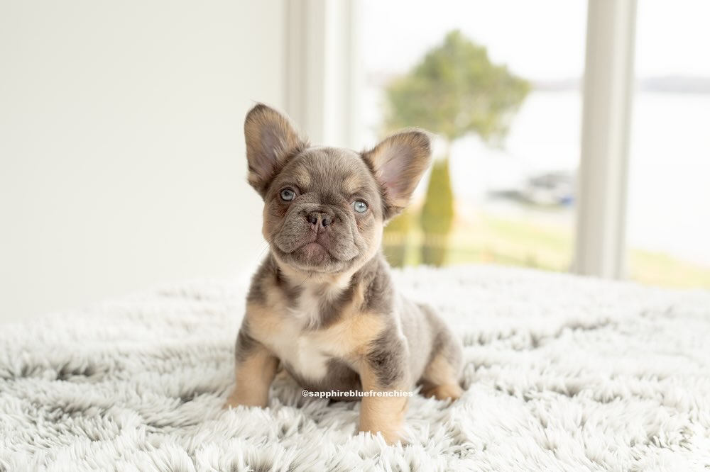 10 weeks today! 🩷🩷
https://www.sapphirebluefrenchies.com/puppies
#fluffyfrenchie #fluffyfrenchiepuppy
