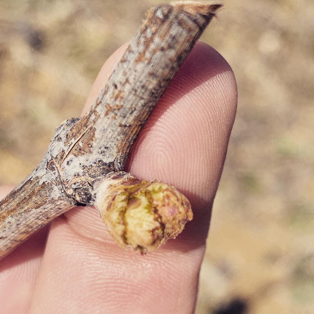 Nuova stagione in partenza anche a #berat (🇦🇱AL) #vintage2019 #viticoltura #sempreincampo #gemme