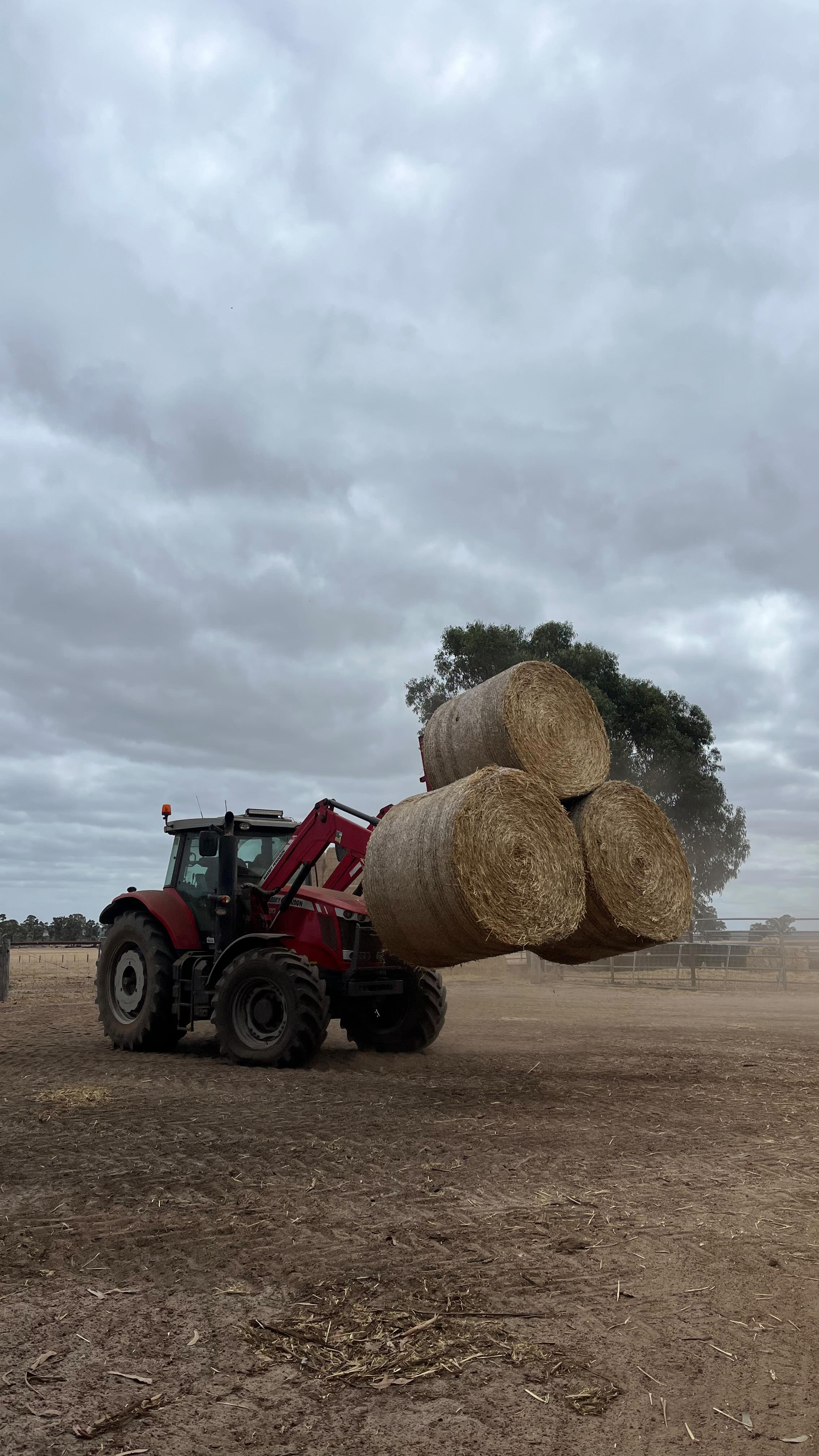 | Truckie Appreciation Post |
A huge shoutout to our hard-working truckies who have been flat out over the past few months shifting serious tonnages of hay and straw across the south-west - that’s you Jake and Baydn!
Weekends, early mornings, late nights — whatever it takes, they’ve been loading, unloading and carting to make sure the job gets done. Through dust, long hauls and tight turnarounds, they’ve kept the wheels turning and deliveries rolling.
And of course, a big mention to the Massey Ferguson loader tractors that have been right there alongside them. With efficient loader controls, smooth forward and reverse power shuttle, impressive load capacities and fuel economy, it makes shifting those big bales quicker, safer and more productive. When you’re loading truck after truck, that reliability and ease of operation makes all the difference.
Because of this combined effort, our cows are covered and fodder requirements sorted for the autumn gap feeding season.
Thanks for going the extra mile @baydnpenfold and Jake.
#mfborntofarm #masseyferguson @tonebridge_grazing #southernforestmachinery #hayseason2025