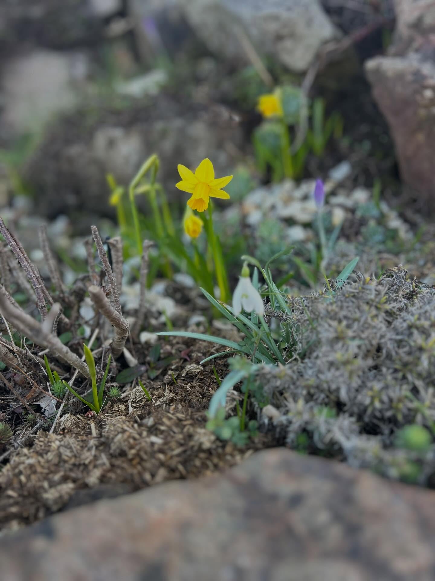 Spring flowers fill your heart with joy. They’re everywhere, even in the city. Take time to notice them.
#forestbathing #forestbathingscotland #forestbathingtherapy #forestbathing🌲🌲🌲 #forestbathinguk