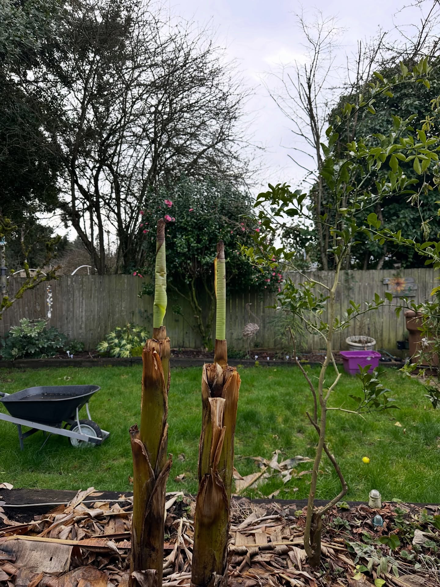 This Musa clearly didn’t get the memo that it’s still winter. A couple of warm days and it’s already throwing out new growth like it’s June. I warned it about next week’s cold snap, but plants never listen. #TheAngryGardener #ColdHardyBanana #SpringTease #ZonePusher #GardenLife