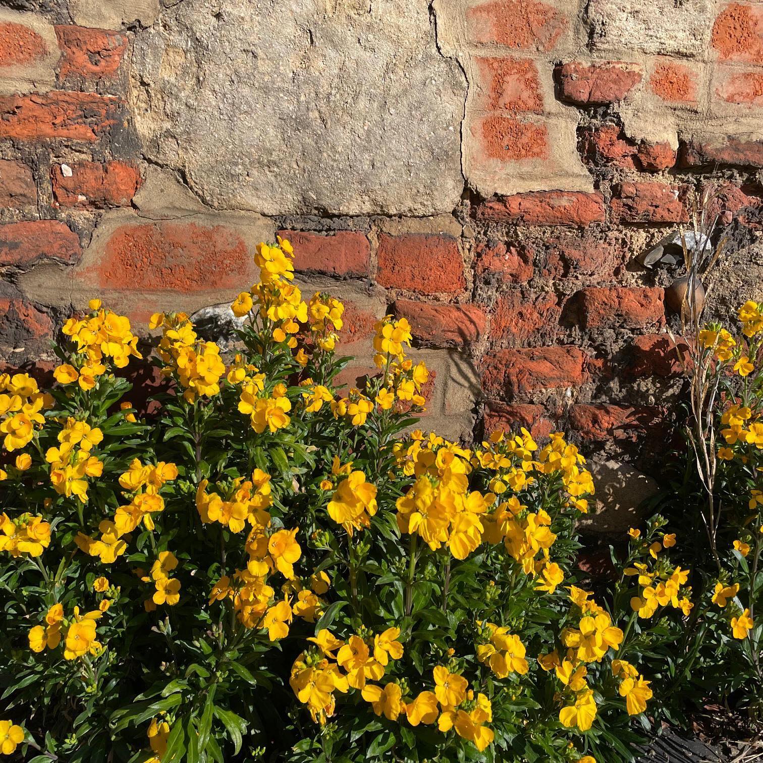 In town early today to represent the Bury Society on the last day of the ‘One Town, Many Stories’ exhibition at the Guildhall here in Bury St Edmunds, but I couldn’t resist stopping to take this photo of yet more yellow and green flowers in the morning light.
.
.
.
.
.
.
#yellowflowers #yellowandgreen #burystedmunds #urbanflowers #signsofspring #onmywalk #flowers #flowersmakemehappy #ihavethisthingwithflowers #myseasonalstory #flowerlovers