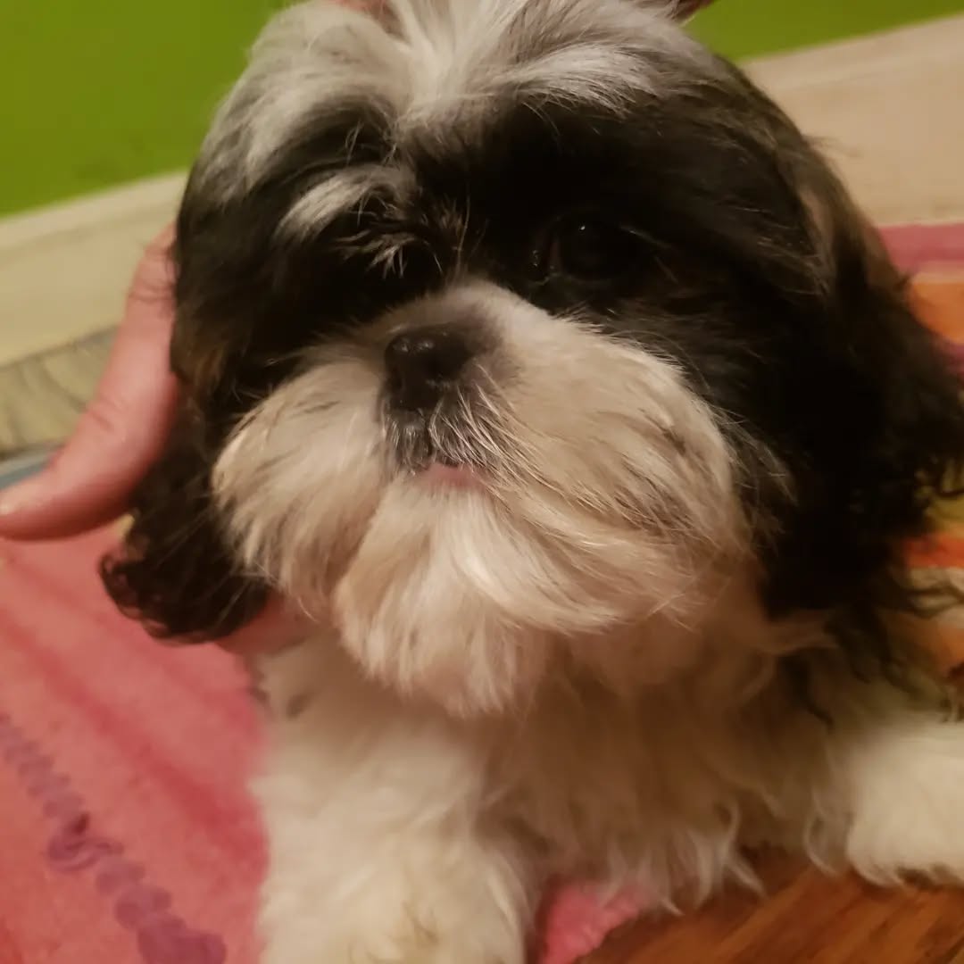Did any of you know that Shih Tzus sometimes get the nickname "chrysanthemum dogs"? As any one who owns one knows, their nose hair grows in as one big outward circle - like a chrysanthemum. Well, these pups are finally getting their first big nose trim, and losing the little flower noses! It's nice to finally see their eyes again. :)
(A trained groomer I am not, but I try to trim up the pups before they go to their homes, and I keep my dogs short and trimmed. It's not easy trimming under the eyes of these little wrigglers, but we make it work!)