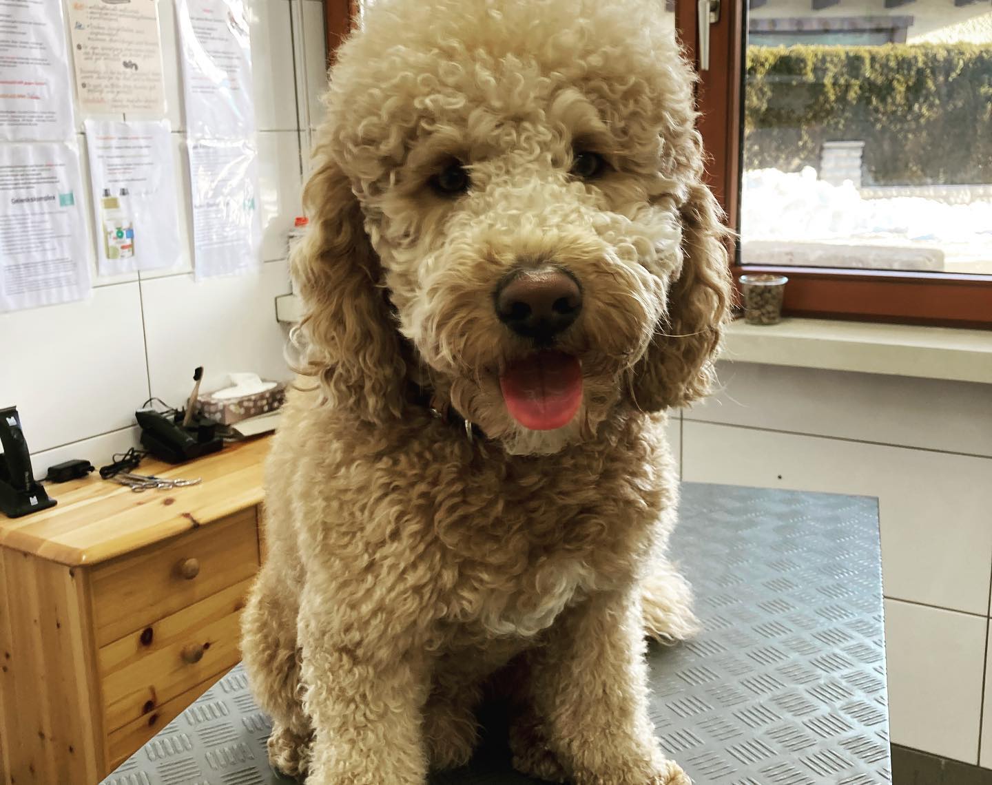 Archie bekam heute einen Frühjahrsschnitt😍🥰
#vorhernachher💫
#doubledoodle
#frühlingsschnitt✂️
#lieblingshund🥰
#frühlingkannkommen🌷
