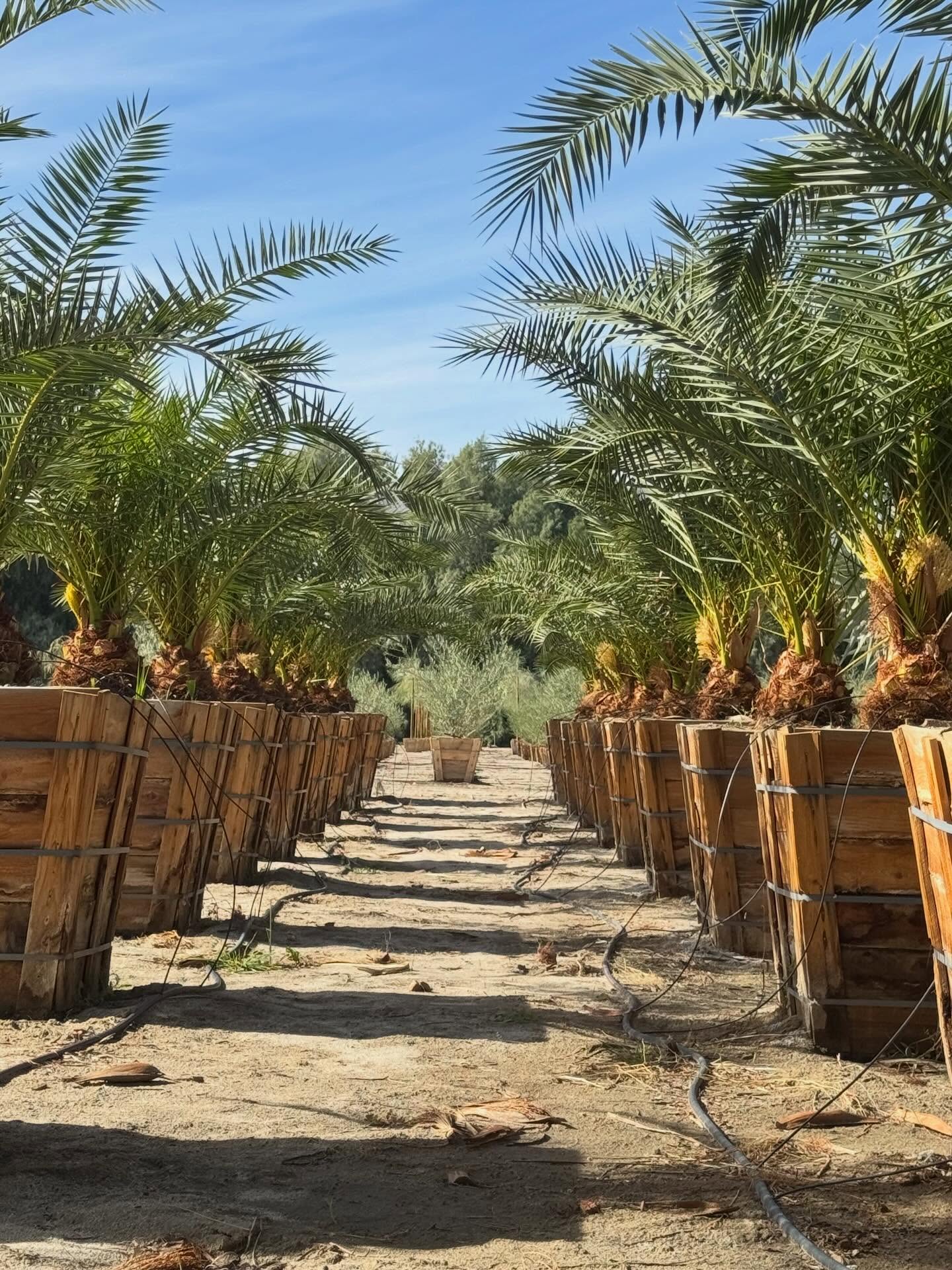 Canary… or Carrey?
The internet, in its infinite curiosity, has been asking:
Is Jim Carrey cloned?
Is that really him?
Or some cinematic stand-in?
Which raises a far more pressing question in the plant world:
Canary… or Carrey?
Because when it comes to unmistakable identity,
we know the original.
Phoenix canariensis —
the Canary Island Date Palm.
No conspiracy.
No clone theory.
No casting confusion.
Just botanical boldness.
Pineapple-patterned trunk.
Feathered fronds fanning with flamboyant confidence.
A silhouette so signature it practically signs its own script.
Call it palm pedigree.
These 36” boxed Canary Island Date Palms arrive already camera-ready —
stately, sculptural, and shamelessly scene-stealing.
Boulevard royalty.
Resort regular.
Landscape leading role.
Some stars require speculation.
Others simply show up, stand tall, and steal the scene.
Canary, not Carrey.
Rooted in recognition.
Grown with gravitas.
Supplied for landscapes that prefer the original.
#PhoenixCanariensis #CanaryIslandDatePalm #PalmPedigree #RoadrunnerTreeFarm #CasaDelZorroNursery