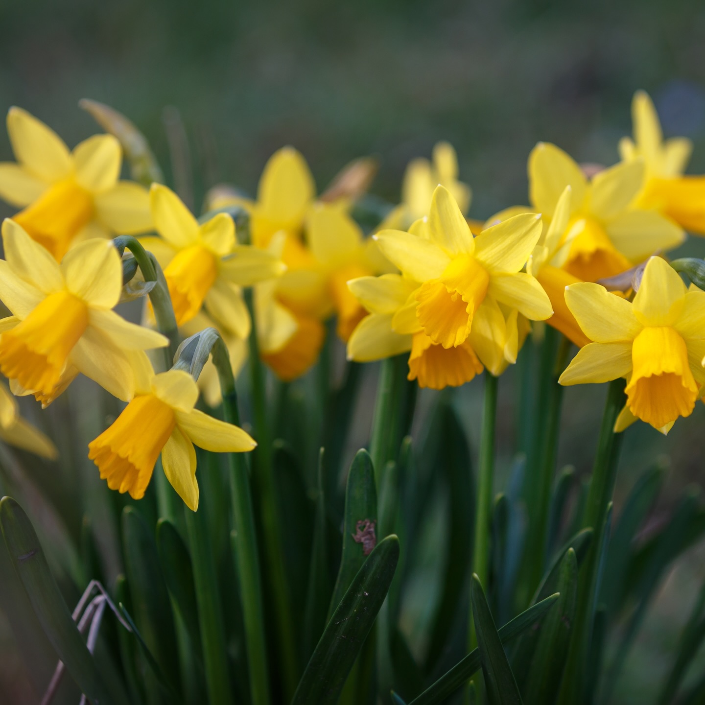Daffodils for days.. 🌼🌼🌼
Prints, coasters and mugs featuring my photos of daffodils available now! Brighten up your home or give as a gift for Mother’s Day 🌼
#mothersdaygifts #marchflowers #daffodils #springstyle #happyhome
