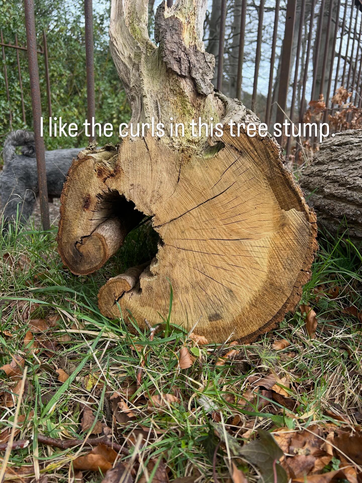 Can you spot my dog behind the curly tree stump?
#forestbathing #forestbathing🌲🌲🌲 #forestbathingscotland #forestbathingedinburgh
