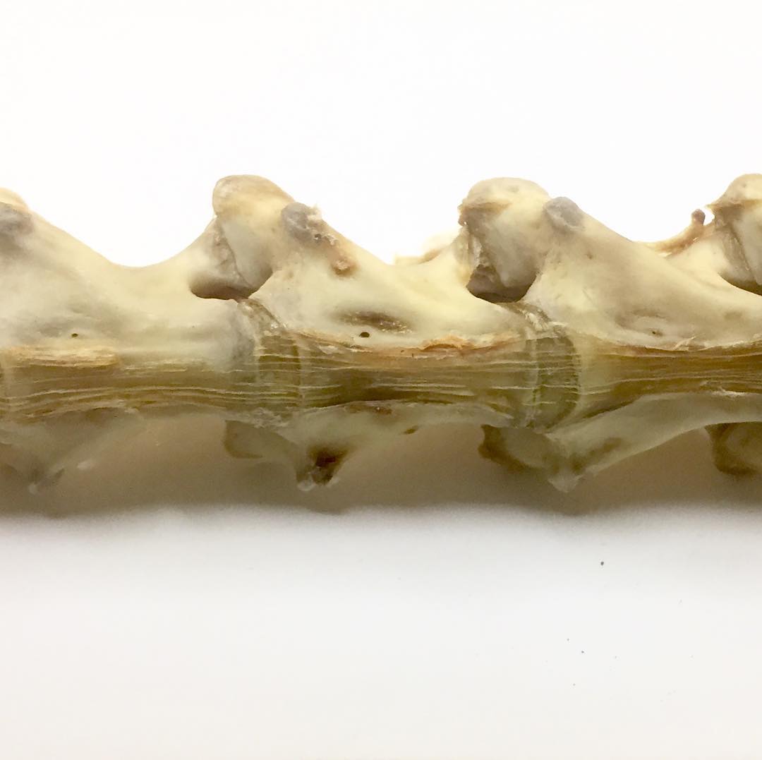Isnāt this simple and lovely? Itās a close-up of the ventral (bottom) view of vertebrae from a white-throated monitor lizard. Theyāre still connected because some of the ligaments that hold them together are still there. Our skeletons are held together by LOTS of important connective tissues like ligaments, which are so tough that they can often withstand the process of decay.
.
Here you see an example of one if my favorite ligaments: the anterior longitudinal ligament, which runs continuously down this surface of aaallll the vertebrae. Thereās also a matching posterior longitudinal ligament on the other side of the vertebral bodies (not shown here)!
.
#science #anatomy #monitorlizard #reptilesofinstagram #womeninstem #ligaments #vertebrae #bones #skeleton