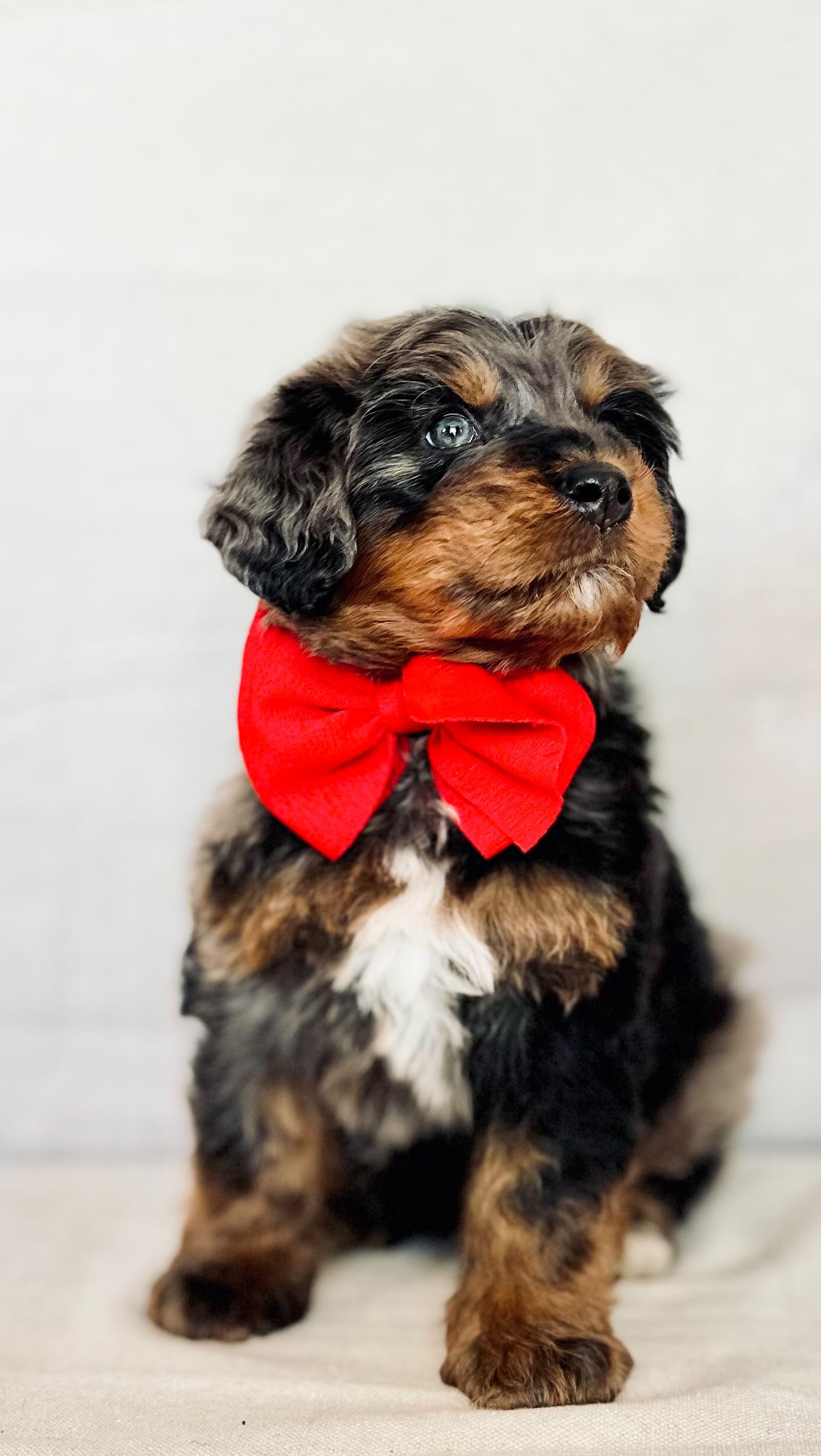 Watching puppies play might look like pure chaos (and it’s adorable 😅), but moments like these are actually part of their early development.
When our pups explore new objects — like toy trucks, different textures, and moving things — they’re building:
• Confidence
• Curiosity
• Problem-solving skills
• Calm responses to new experiences
Early exposure in a safe, positive environment helps shape steady, adaptable family companions. 🤍
Training doesn’t start with “sit.”
It starts with trust, exposure, and confidence.
If you’d like to learn more about how we prepare our puppies before they go home, comment “TRAIN” or send us a DM 🐶✨
#PuppyTraining #BernedoodlePuppies #EarlySocialization #ConfidentPuppy #PuppyDevelopment