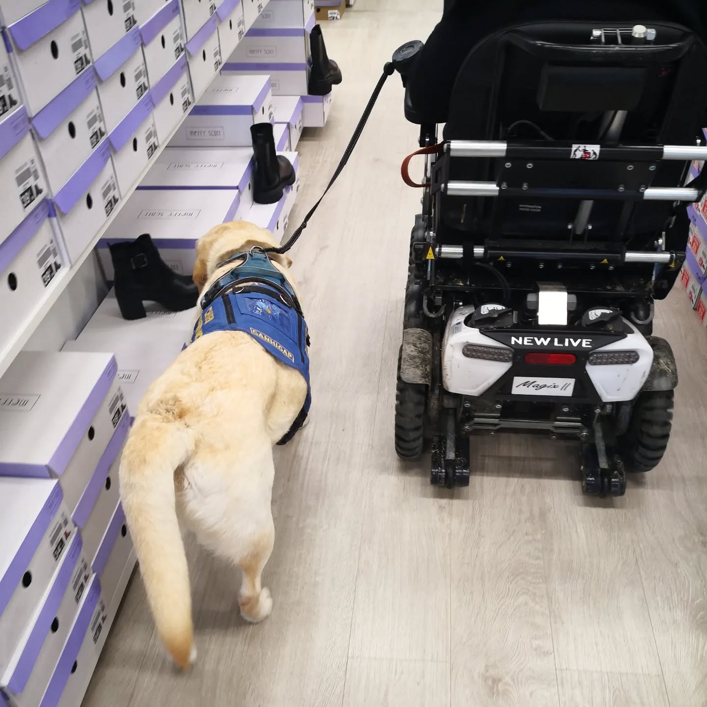 Séance fauteuil en accès publique, on est monté peu à peu en difficulté pour finir en super marché et animalerie. Il a été parfait malgré quelques relâchements de concentration. Merci aux enseignes de cap nord et des Herbiers pour leur accueil et discrétion. (@intersport_les_herbiers @vibs.lesherbiers @bricoredon @action.redon @intermarcheredon)
