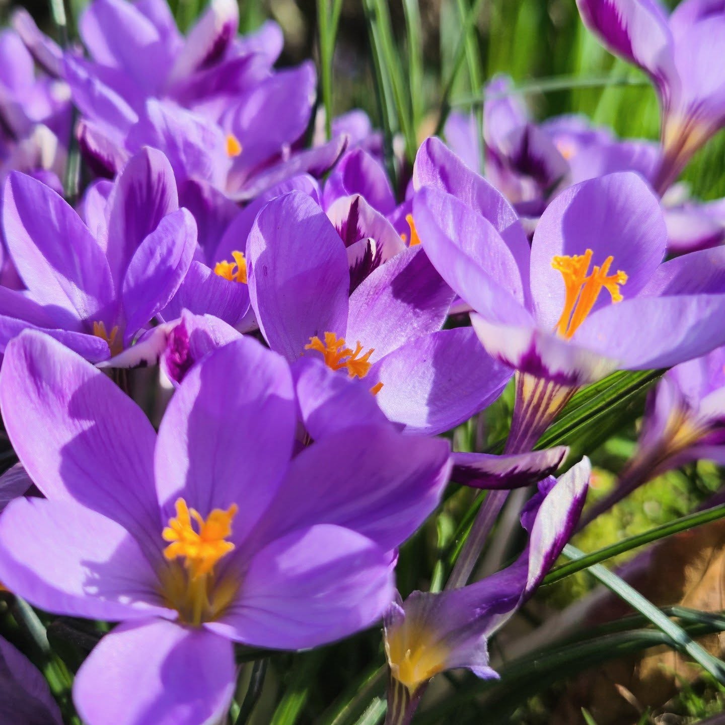 “Laat jou drome blom soos lenteblomme.”
Die eerste son streel sagkens oor die pers blomblare, asof sy hulle een vir een wakker soen uit hul winterdroom. Tussen vars groen spriete fluister die aarde dat dit tyd is,
tyd om weer te groei, weer te glo.
Die lig val sag maar seker,
warm genoeg om hoop in stil harte te laat ontkiem. En daar, tussen kleur en sonskyn,
begin die lente, nie luid nie, maar vol belofte.