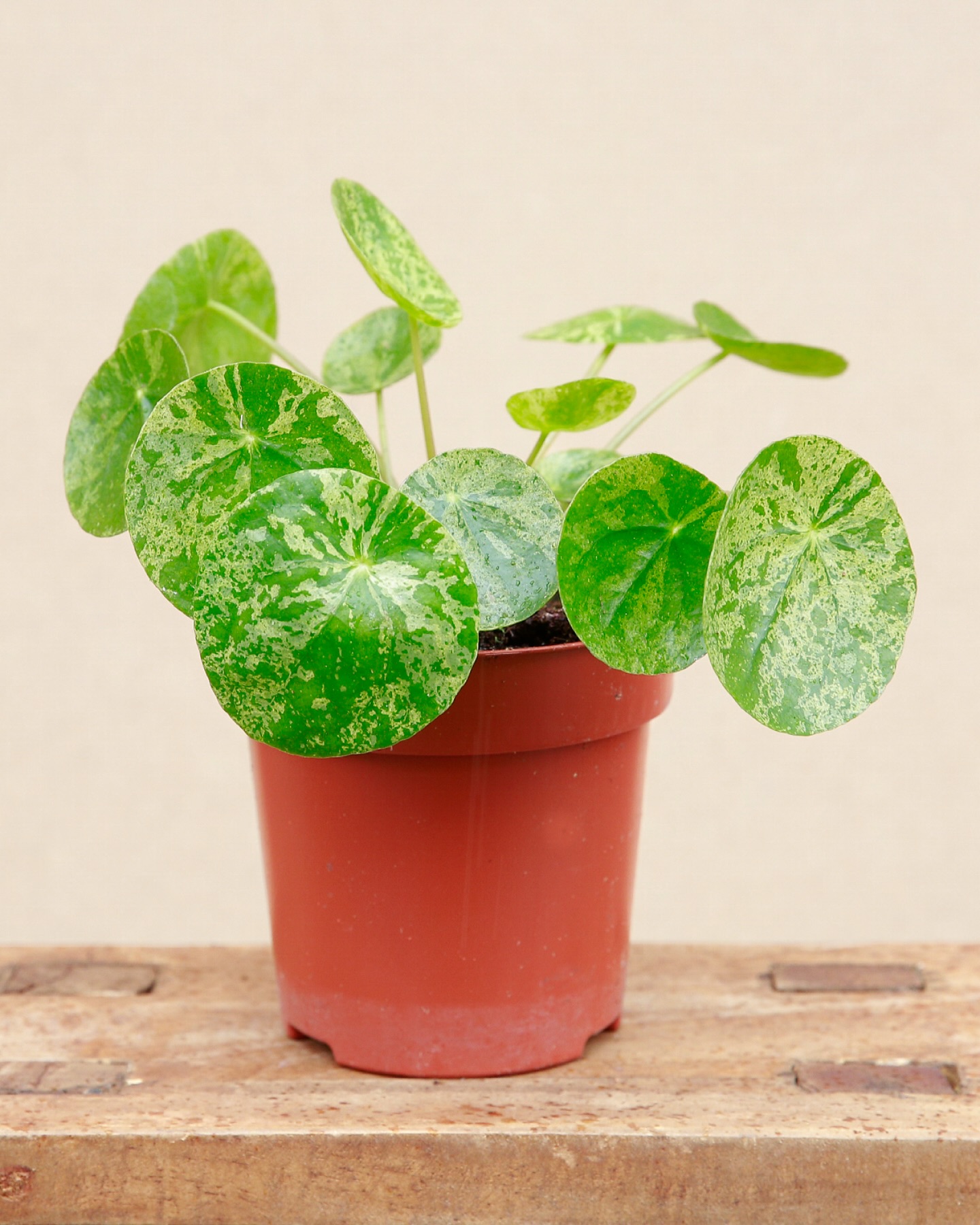 🌿 PILEA MOJITO 🌿
Vous aimez la forme iconique du Pilea Peperomioides mais vous cherchez ce « petit truc en plus » ? Laissez-vous tenter par le Pilea Mojito 😎
Avec ses feuilles rondes emblématiques délicatement mouchetées de vert clair et de crème, c’est la touche de fraîcheur qu’il manquait à votre collection ✨
Pourquoi on l’adore ? 💚
🌱 Ses panachures ultra-graphiques : une variante rare et lumineuse du Pilea classique
🌱 Sa facilité d’entretien 👉🏼 beaucoup de lumière & un arrosage modéré
🌱 Il se multiplie très facilement & vous donnera plein de bébés à partager 🫶🏼
🐾 Il est totalement pet-friendly : aucun danger pour vos petites boules de poils 🐕
Disponible dès maintenant en boutique & sur le e-shop ✌🏼
📍 Jēra, 51 avenue Jean Jaurès, Domont
👉🏼 www.jeraplantshop.com
#boutiquedeplantes #plantslovers #pileamojito #plantesrares #greenlovers