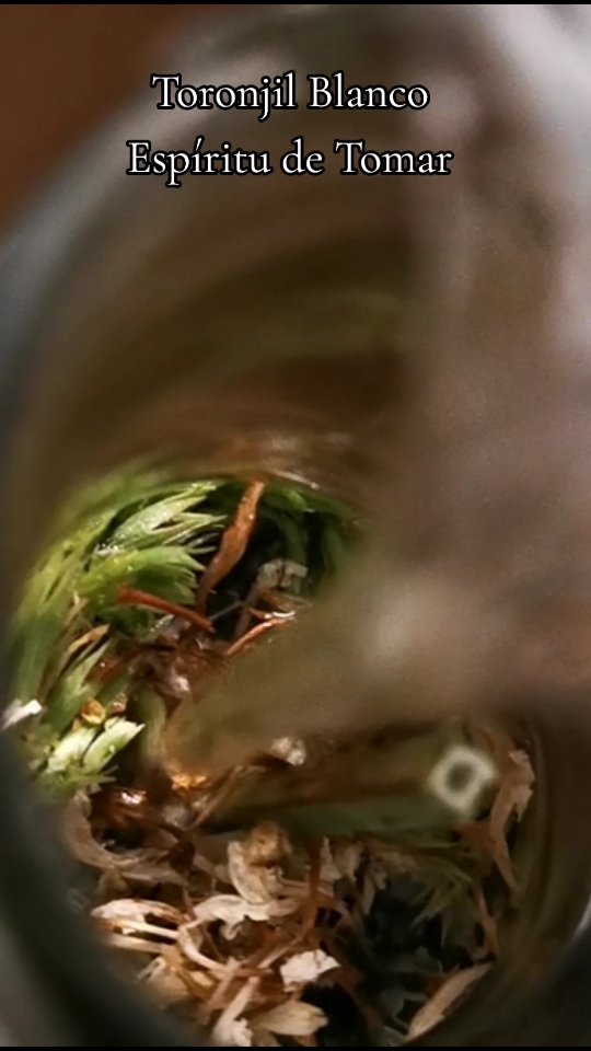 Toronjil Blanco. Espíritus de untar y de tomar. Una de las plantas tradicionales para ayudar en casos de susto o espanto. Comúnmente se usa junto a su hermano el Toronjil Morado. Ambas son apreciadas por su capacidad para disipar la angustia qué se siente en el estómago. ¿Las has usado?
#toronjilmorado #toronjilblanco #agastachemexicana #tinturamadre #espiritusdetomar