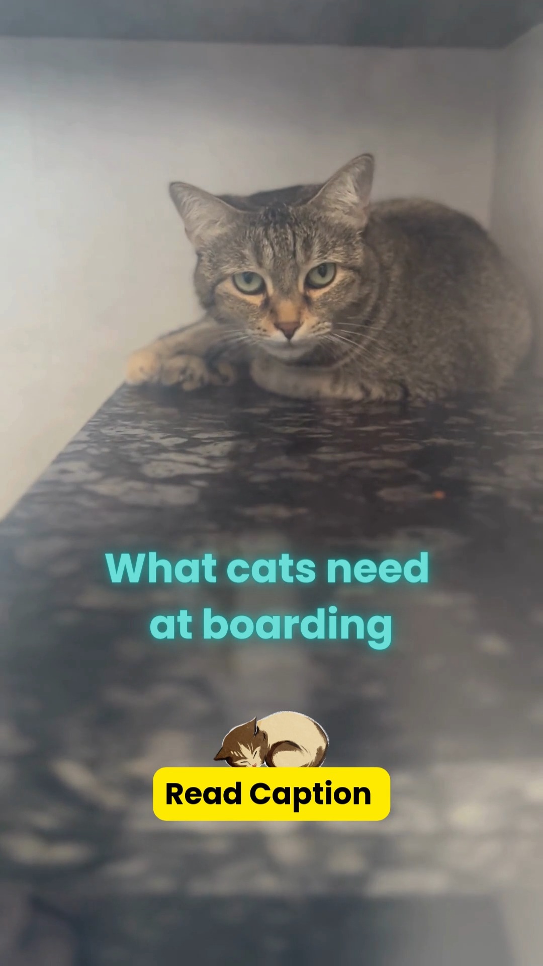Boarding for cats isn’t just about a room — it’s about respecting CAT behaviour.
Cats are territorial, routine-loving and stress-sensitive. The right boarding setup should feel safe, predictable and quiet — not overwhelming like a dog facility.
Here’s what they actually need for a healthy, low-stress stay 👇
😺 A separate cat-only zone – away from dogs, loud sounds & heavy movement
📦 Vertical space & hiding spots – shelves, cubbies or covered beds help them feel secure
🍽️ Their own food & feeding routine – sudden diet changes = stress & tummy upsets
🚽 Clean litter trays (1 per cat + extra for long stays) – hygiene & privacy are non-negotiable
🧸 Familiar items from home – a blanket/toy with their scent lowers anxiety
💊 Trained staff for medication & monitoring – cats hide illness; subtle changes must be noticed early
🌡️ Temperature-controlled, well-ventilated rooms – essential for comfort & respiratory health
🧘 Minimal handling, maximum choice – interaction on their terms
💡 Bonus: Pre-boarding health check & up-to-date vaccinations keep your cat and others safe.
A good cat boarding space doesn’t try to make cats “social” —
it makes them feel safe, in control and undisturbed. 💛
📌 Save this checklist before your next trip
📤 Share with a cat parent who worries about boarding
#cessnalifelineveterinaryhospital #cessnalifeline #20yearsofcessnalifeline #catboarding #catcareindia #catparents #stressfreeboarding #fearfreepets #catwellness #petboardingguide #responsiblepetparent #catsofindia 🐾