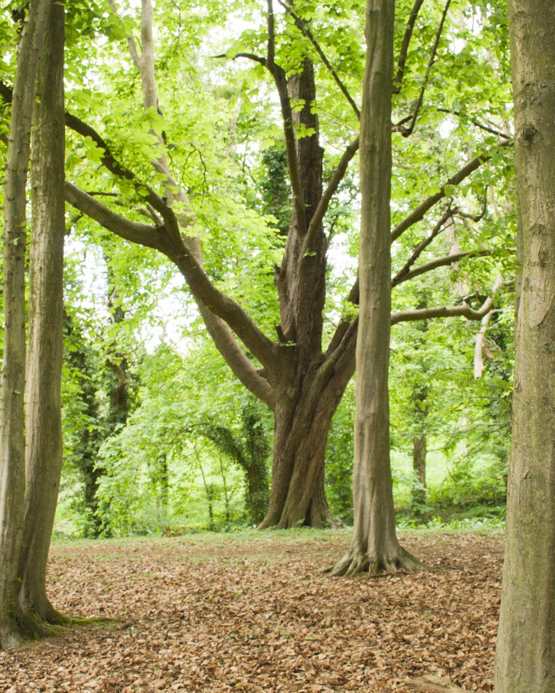 That moment between winter and spring 🌿
Longer days, lighter mornings, and the countryside slowly waking up. A lovely time to pause, wander, and enjoy the changing season.
#VillageHolidays #SeasonalChange #CountrysideCalm