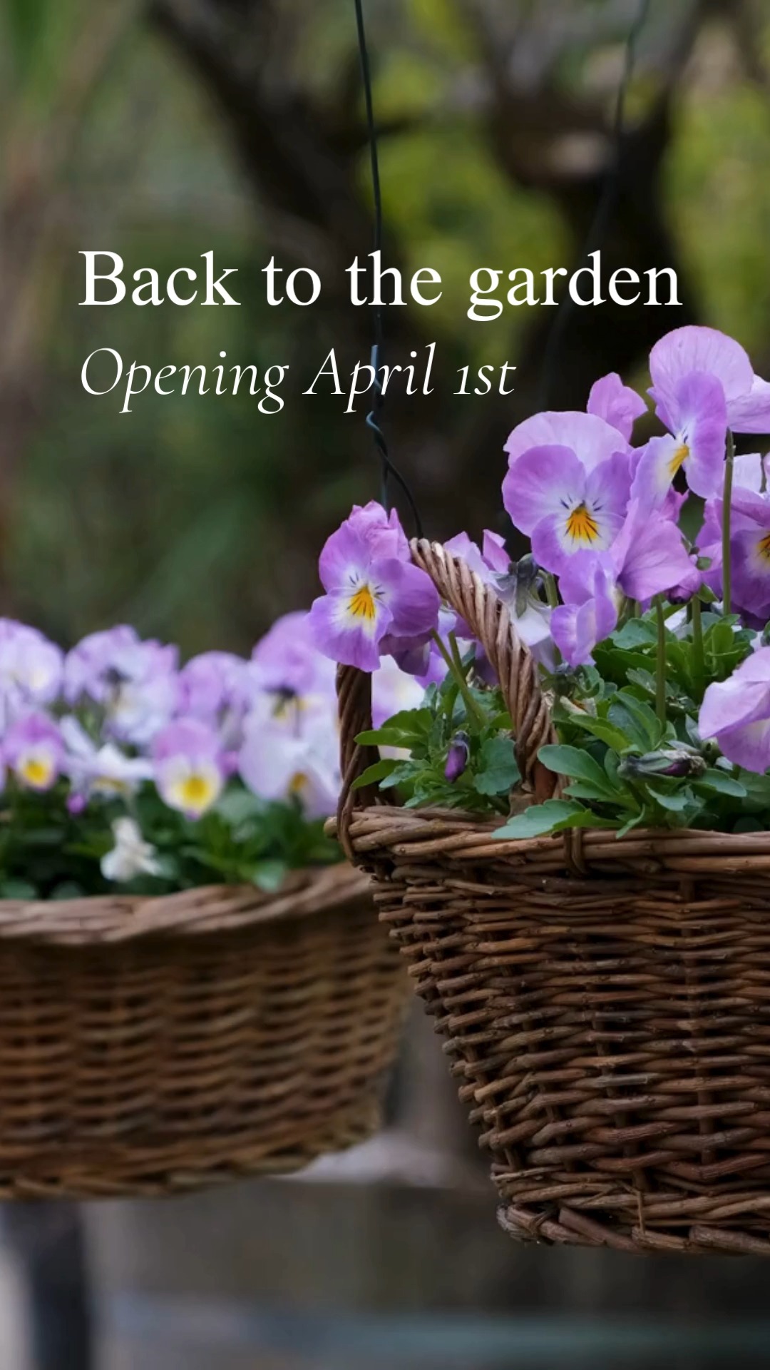 On April 1st, we begin again.
The greenhouse benches are filling with annuals and hanging baskets.
Heirloom vegetable starts are stretching toward the light.
Trees, perennials, and shrubs are ready to root deep and grow steady.
Pottery, garden décor, and supplies, chosen with care, are waiting for their homes.
We’re a family-owned garden center that believes tending the land tends the soul. In a world full of noise, the garden still offers something steady.
If you’ve been craving work that feels meaningful… this is your season. 🌿
We can’t wait to welcome you back.
#bataviaillinois #hangingbasketsofinstagram #sugargroveil #familyowned #familyownedbusiness #hydrangeas #hydrangeasflowers #hydrangeasaremyfavorite #cottagecore #stcharlesil #auroraillinois #genevail #oswegoillinois #bataviail #sugargroveillinois #aurorail
