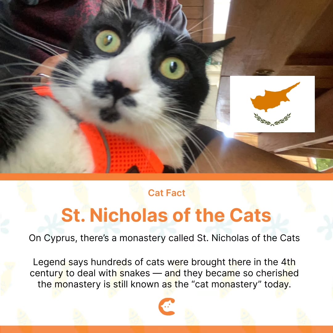 Cat Fact! 🇨🇾
.
.
.
#catfact #catlovers #monastery #stnicholas #cyprus