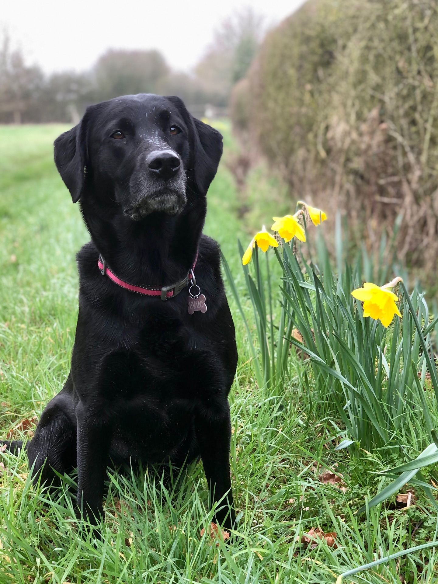 Spring is here! 🌼
If your dog would like to have a walk with us then contact us at www.ardendogwalking.co.uk and check out our half-day experience.
#ullenhall #tanworthinarden #hockleyheath #henleyinarden #dog