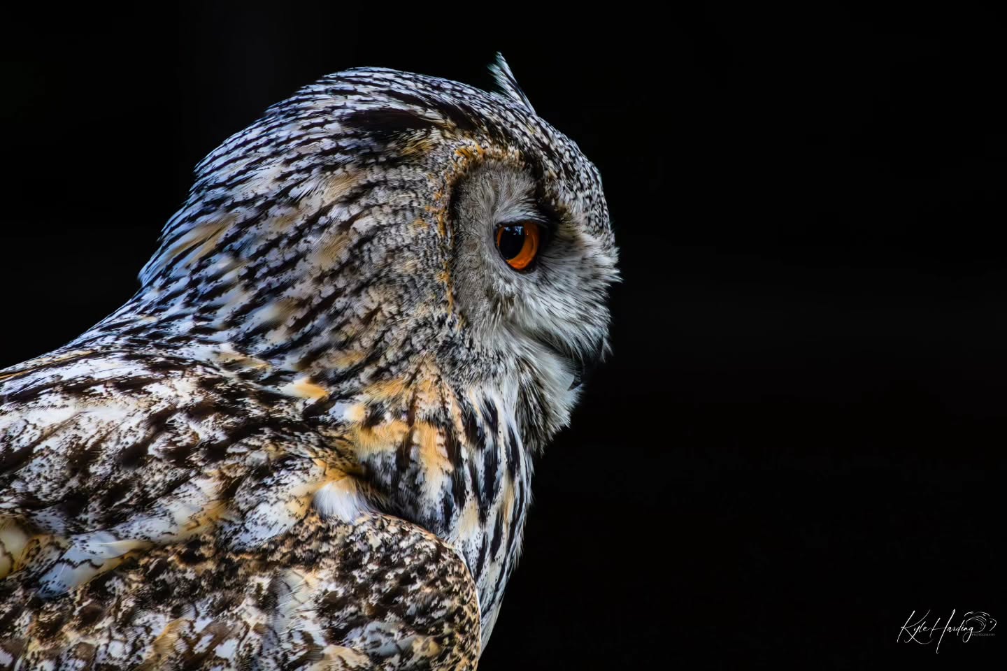 In stillness, the smallest movements become visible.
During a falconry display, this Eurasian eagle owl paused briefly — completely calm, completely aware — offering a rare opportunity to observe the detail and presence these remarkable birds carry.
Moments like this remind me why patience matters in photography. Sometimes it isn’t about chasing action, but recognising quiet awareness when it appears.
Created to be experienced beyond the screen — Vigil is now available as a fine art print.
Available via the link in bio.
#eurasianeagleowl
#owlphotography
#wildĺifephotography
#birdphotography
#birdsofprey