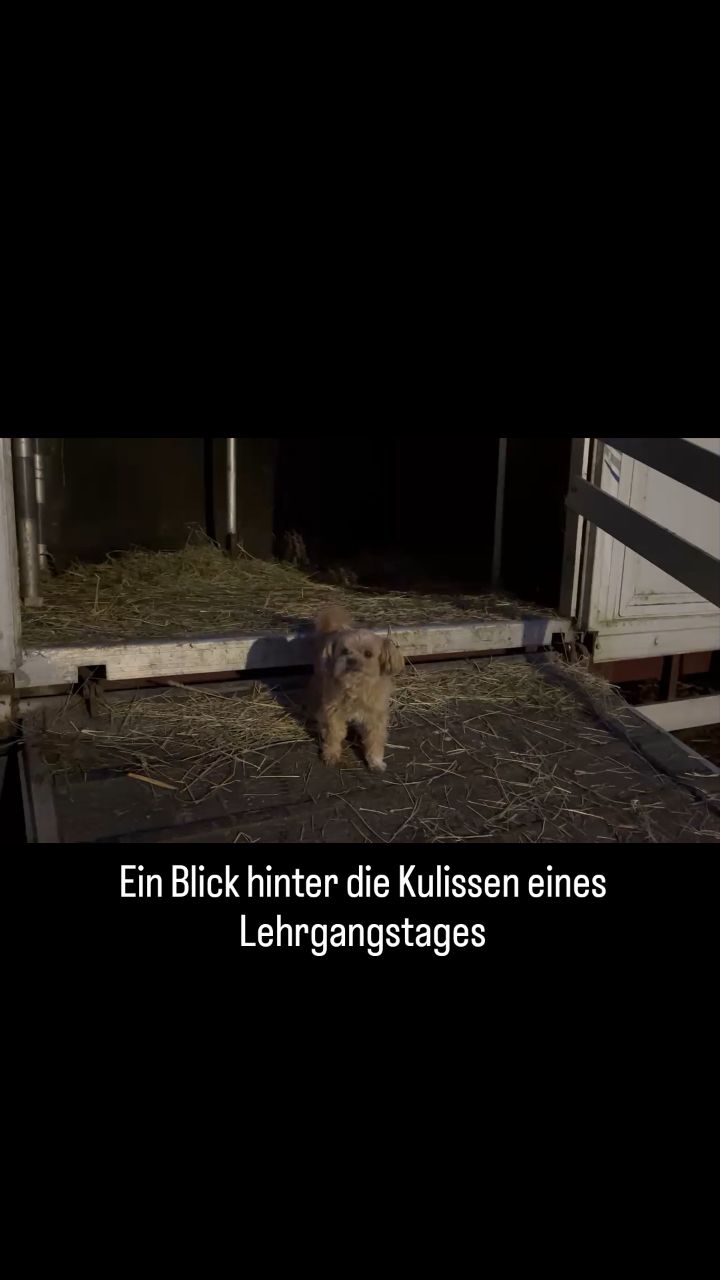 Begleitet uns zu einem Lehrgangstag.
Vom morgendlichen Vorbereiten bis zur konzentrierten Arbeit im Parcours – Qualität entsteht im Detail.
#qualityhorses
#sportpferde
#trainingday