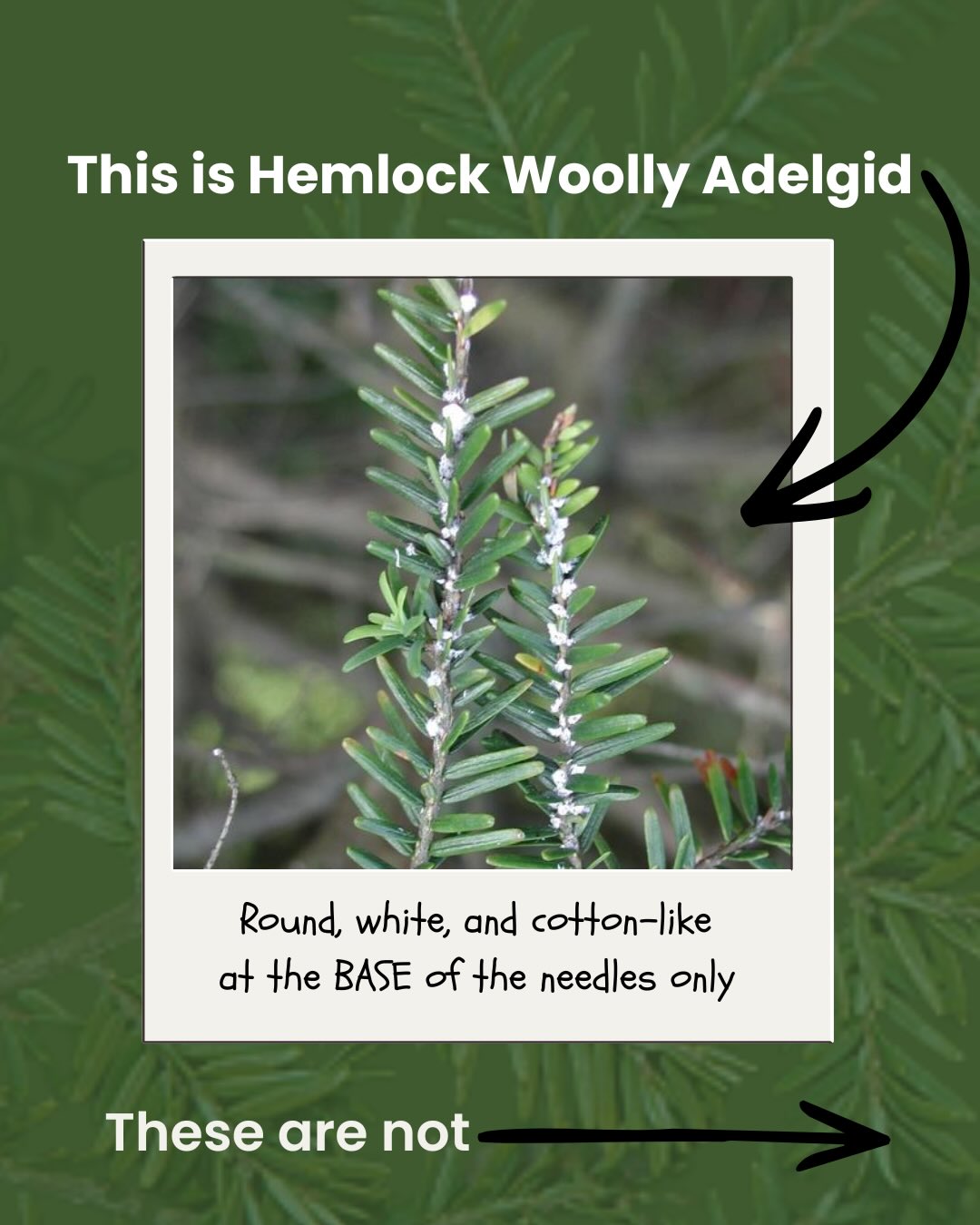 In honor or National Invasive Species Awareness Week, and our HWA landowner training, here are some examples of what is NOT Hemlock Woolly Adelgid!
#hwa #nisaw #invasivespecies #foresthealth