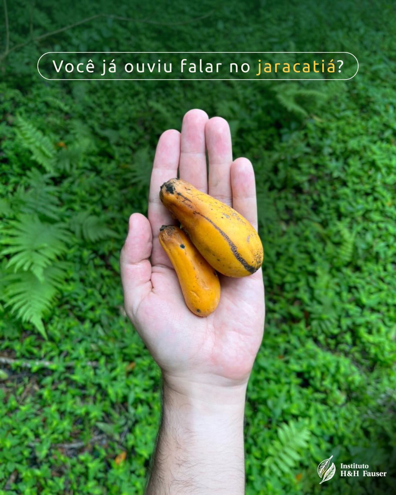 Você já ouviu falar no jaracatiá? 👇
Fruta nativa do Brasil, o jaracatiá (Jacaratia spinosa) chama atenção pelo tronco cheio de espinhos e pelo uso tradicional na culinária caipira.
A polpa é adocicada e também pode ser transformada em doce, inclusive feito a partir do miolo do tronco, uma prática antiga do interior paulista e mineiro.
Ele ocorre na Mata Atlântica, mas também pode ser encontrado em áreas de Cerrado e em florestas da América do Sul.
E aí, já conhecia essa fruta? Ela é pouco conhecida, mas cheia de história e identidade regional. 🌿
#ihhf #paraibuna #ong #frutasnativas #mataatlantica