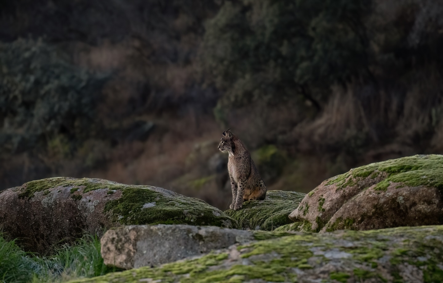 Missing this beautiful scenery…
.
.
.
.
#iberianlynx #lynx #spain #wildlifephotography #wildlifephotographer earthcapture wildlifeonearth featured_wildlife wildlifeaddicts wildlifeofinstagram nature naturephotography instawild naturelovers nikon nikonphotography